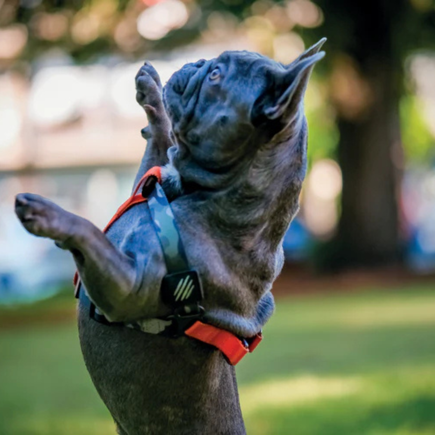 M-Pets WILD Jungle Harness for Dogs - Rufftail