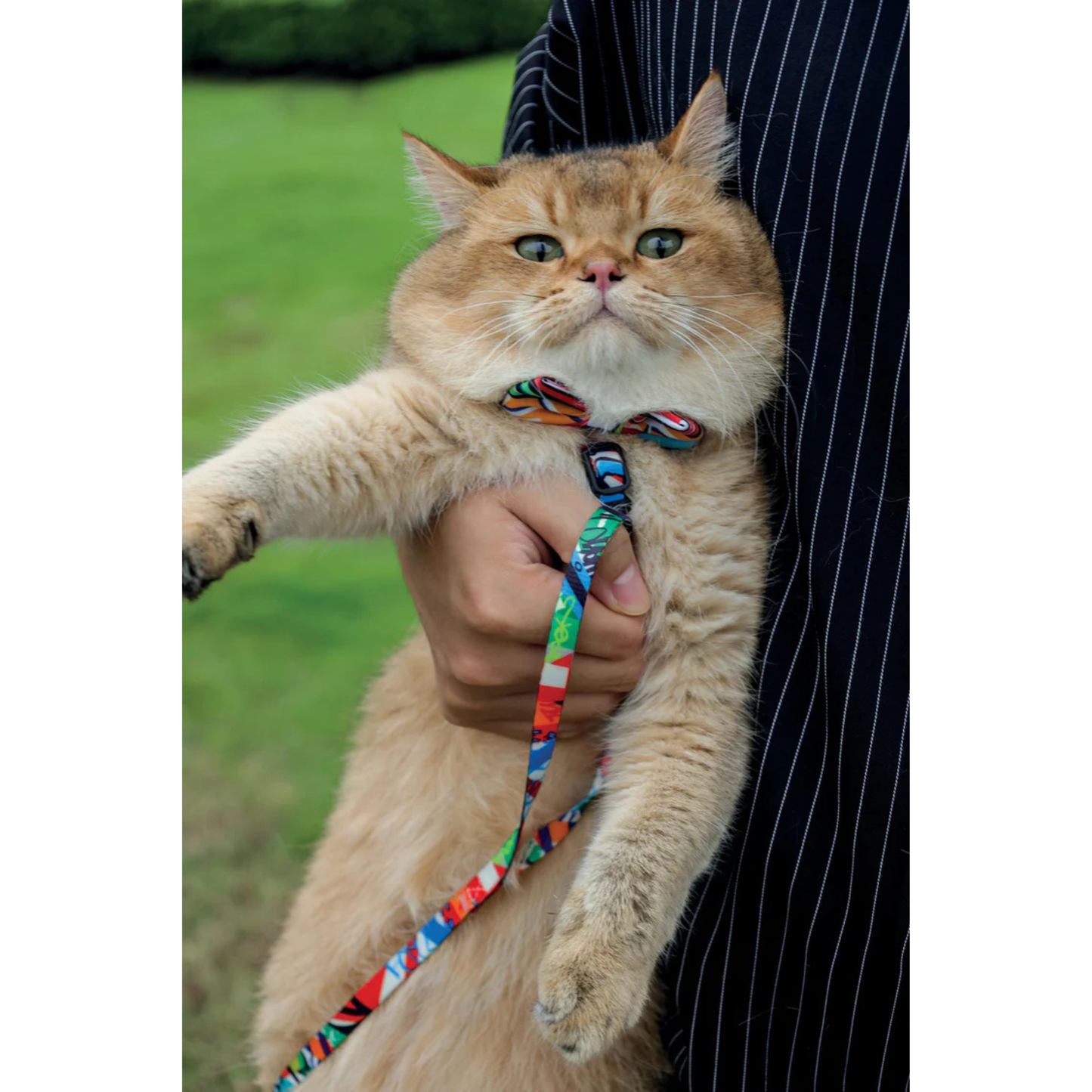 M-Pets URBAN STYLE Freestyle Box Tie Assorted