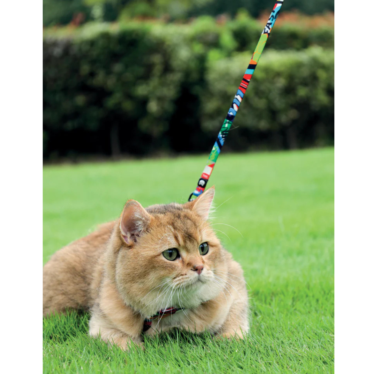 M-Pets URBANSTYLE Freestyle Cat ECO SET (harness & leash)