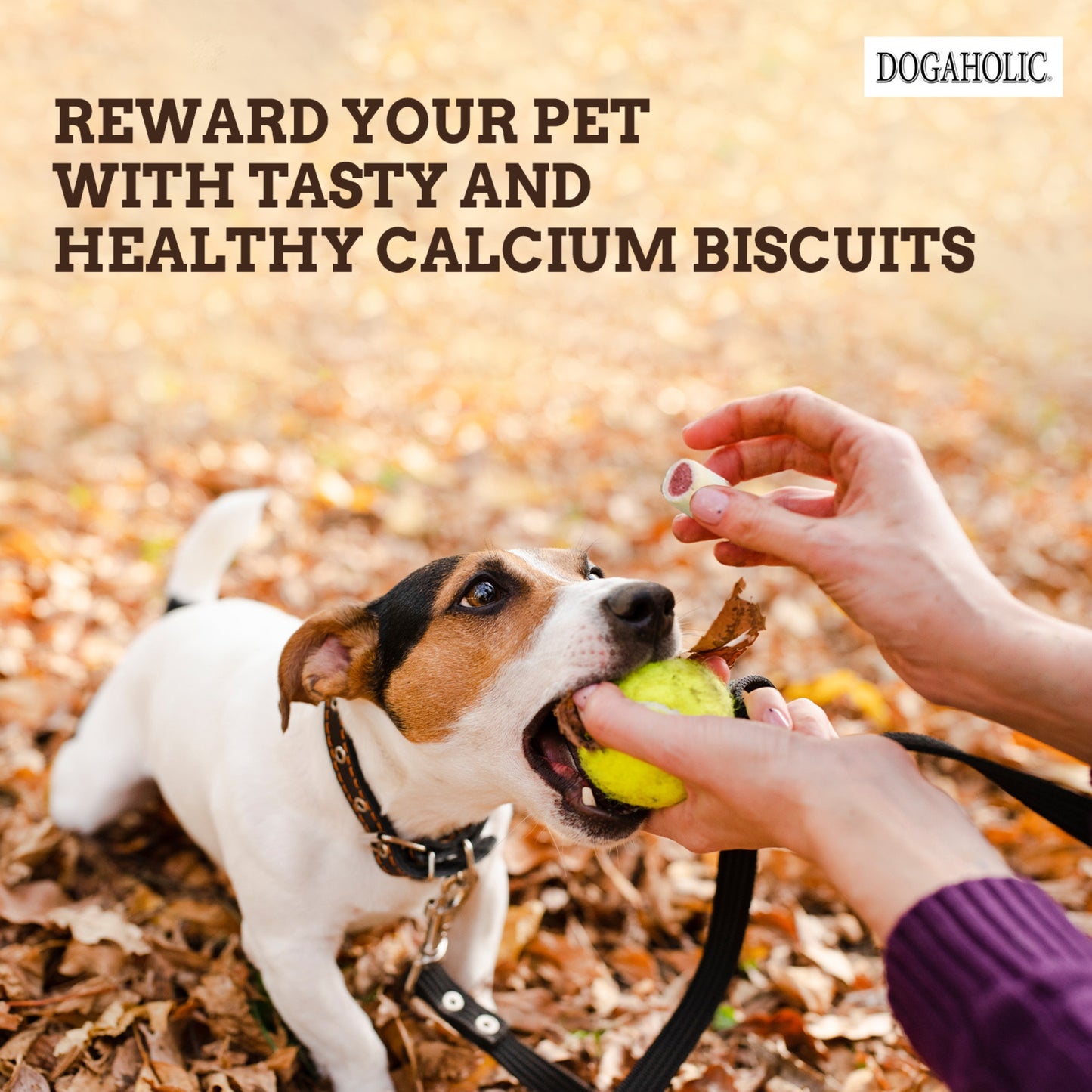 Dogaholic Cookie Calcium Biscuit For All Breeds 180g - Rufftail