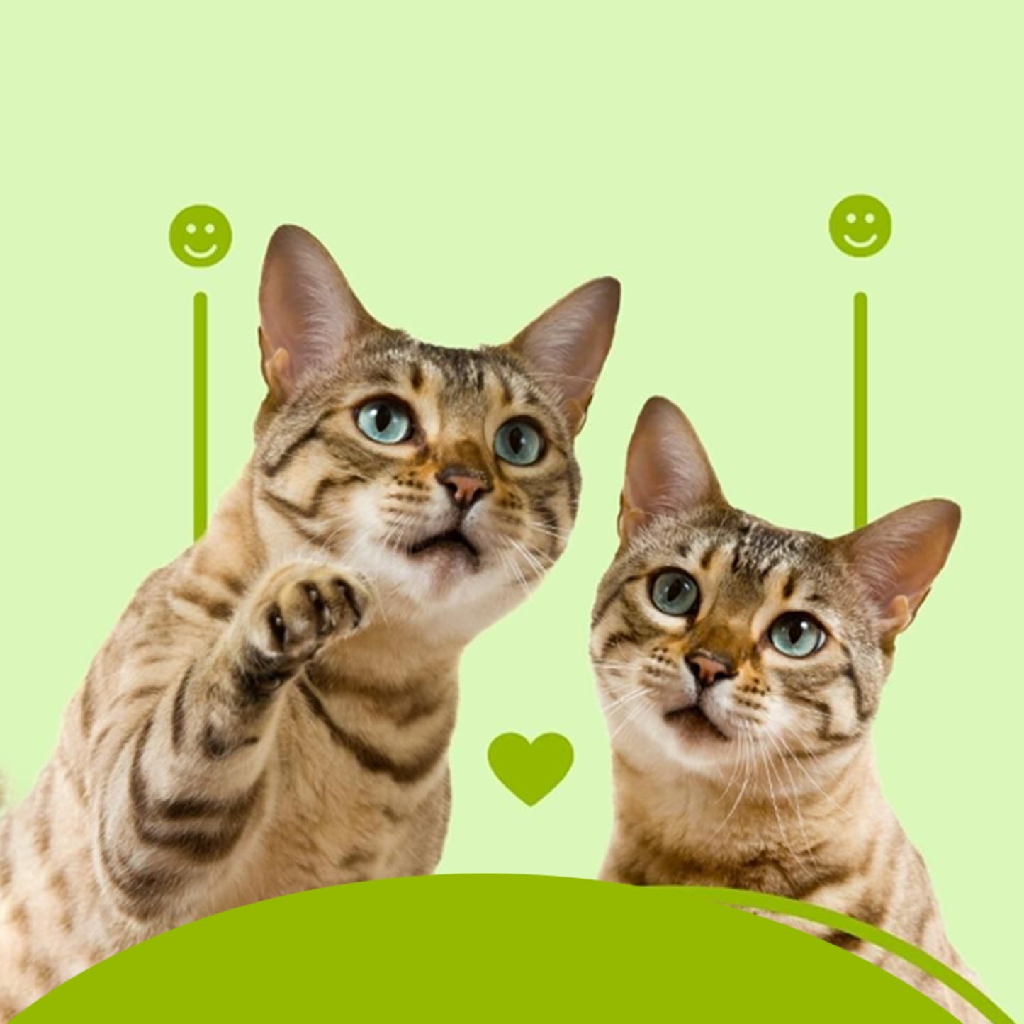 Cataholic, Kitty Cat Treats Soft Chicken Jerky Sliced - 30g - Rufftail