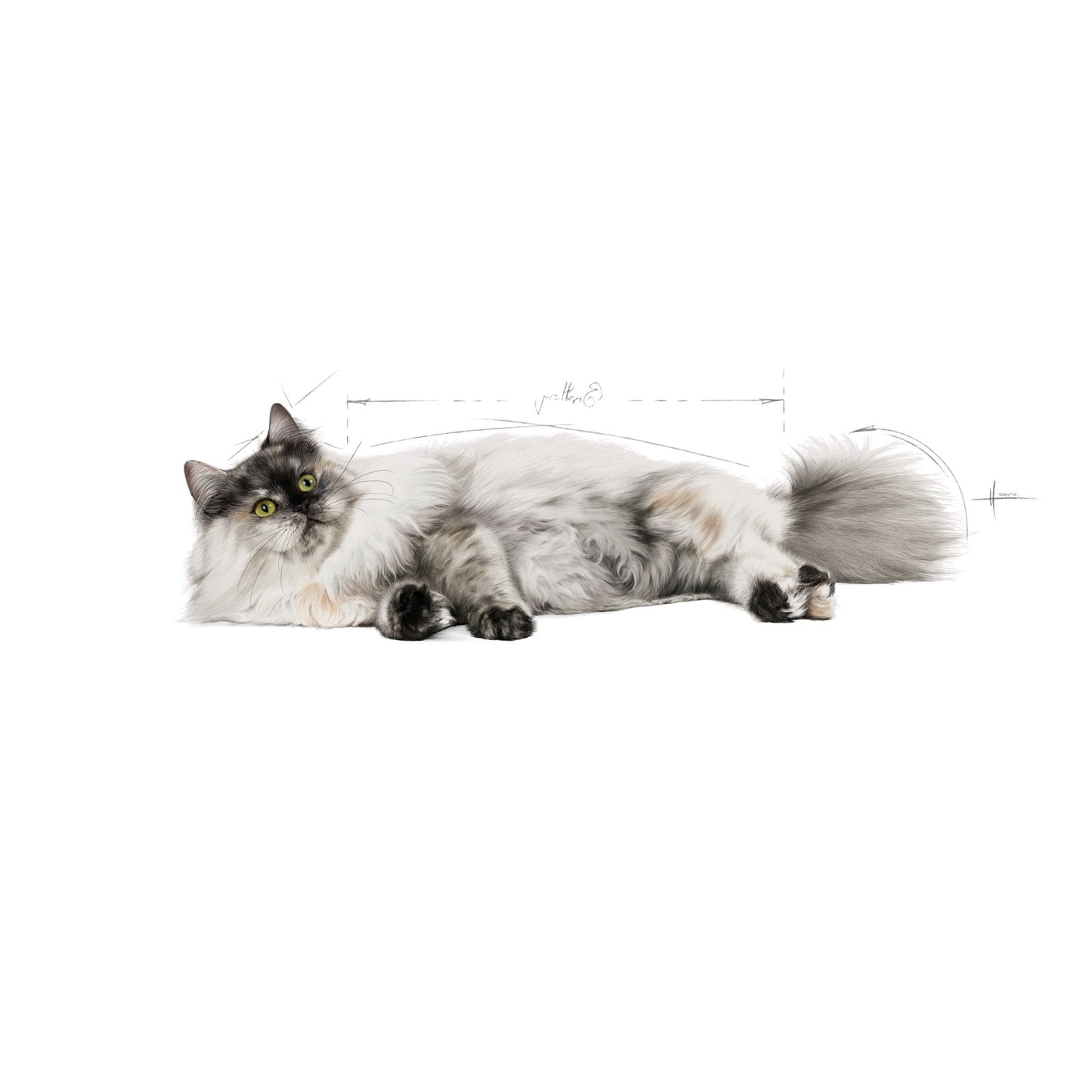 Royal Canin Dry Hair And Skin Care Balanced and complete feed for cats - Rufftail