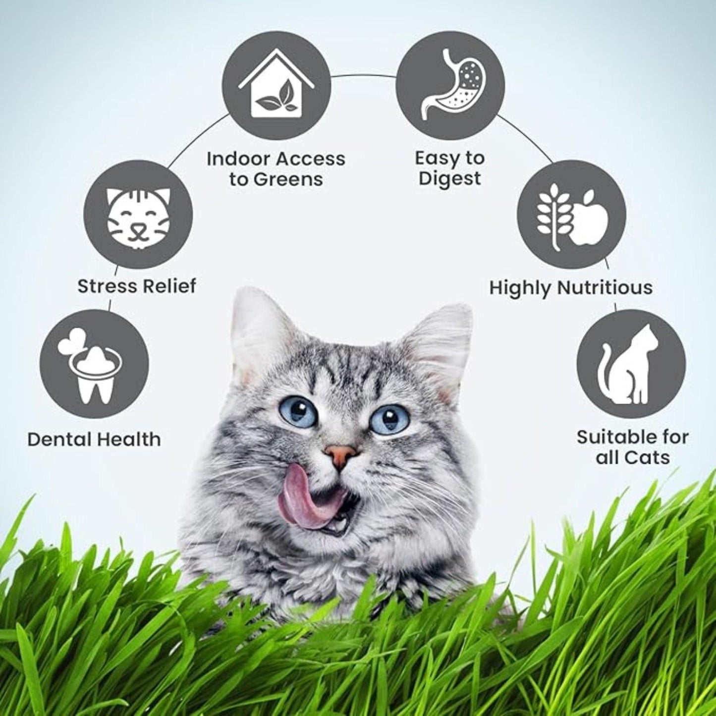 Trixie Cat Grass Dish Bowl 100g - Rufftail