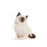 Royal Canin Wet Kitten Jelly Complete Feed For Cats (12x85g) product image 10 - Rufftail Pune