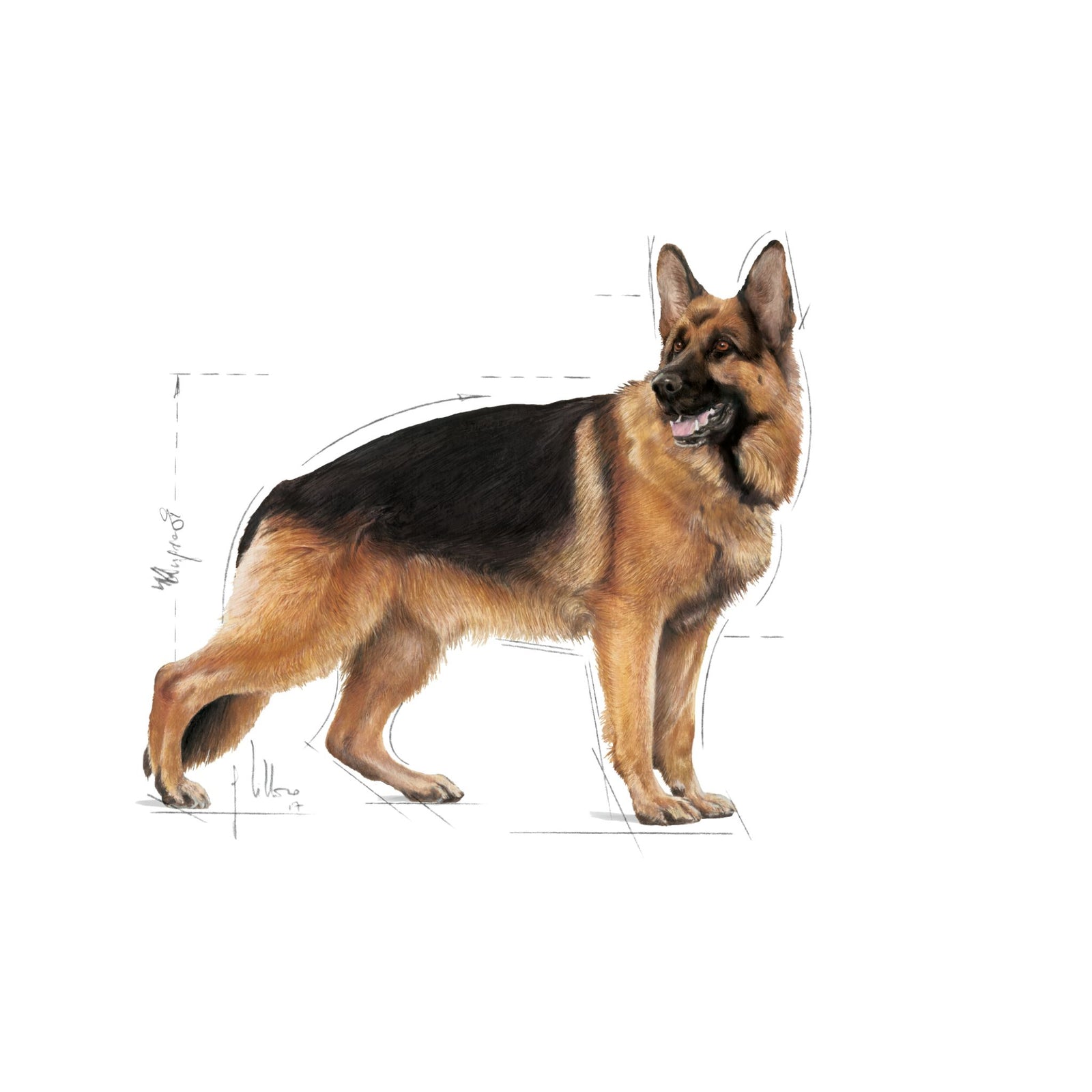 Royal Canin Wet Maxi Adult Dog Complete feed for Dogs product image 10 - Rufftail Pune