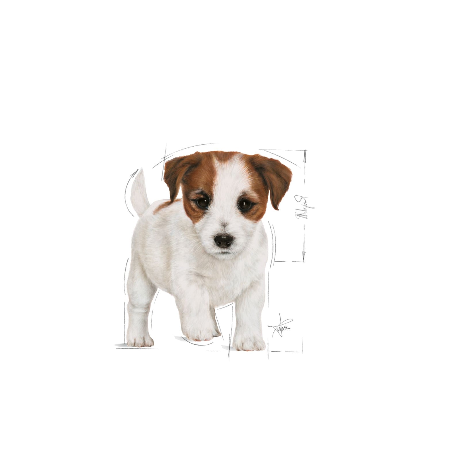 Royal Canin Wet Mini Puppy Dog Complete feed for Dogs - Rufftail