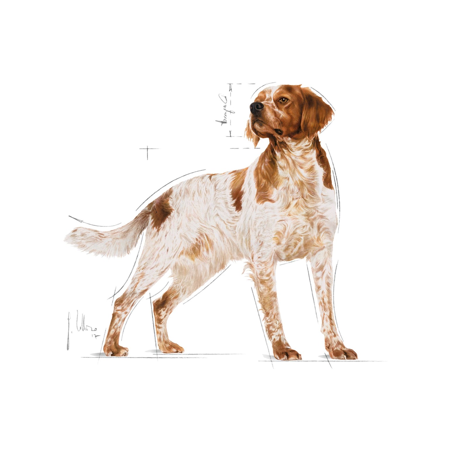 Royal Canin Medium Adult Gravy Wet Dog Food- 10 x 140g product image 10 - Rufftail Pune