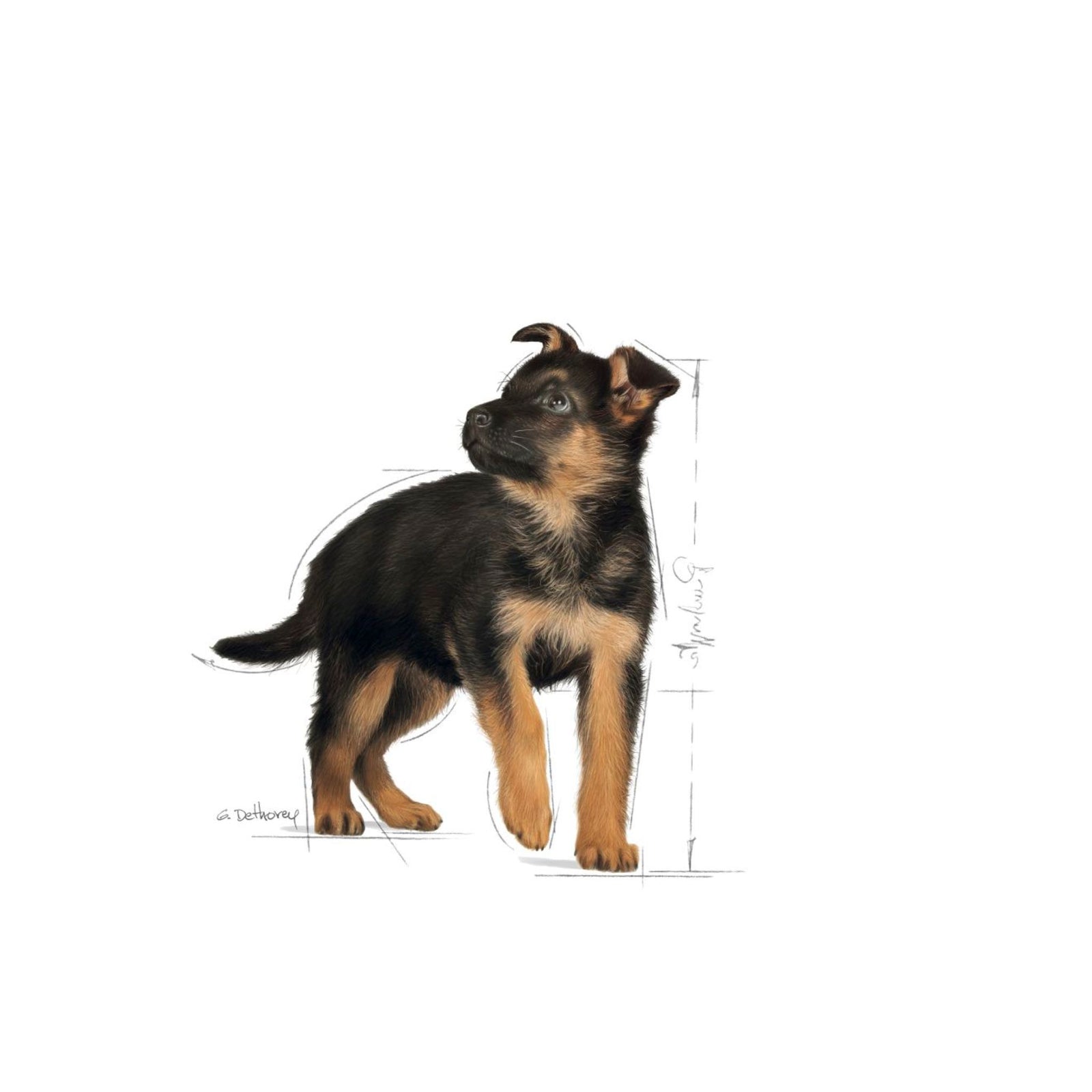 Royal Canin Dry Maxi Puppy Complete feed for dogs (DAMAGE BY CAT) - Rufftail