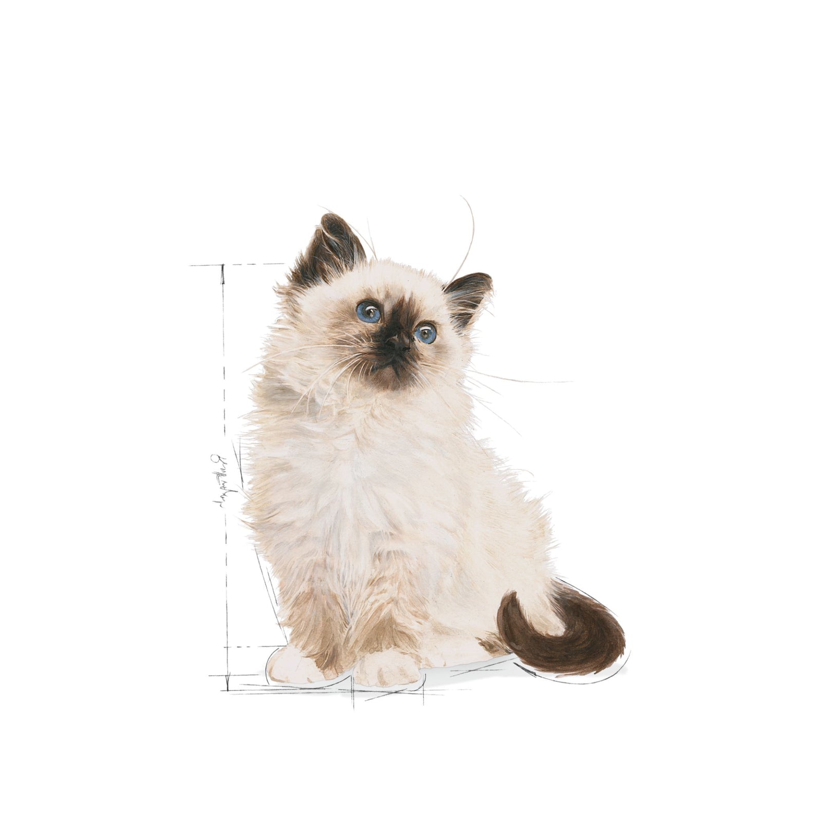 Royal Canin Kitten Loaf Wet Food (12x85g) product image 11 - Rufftail Pune