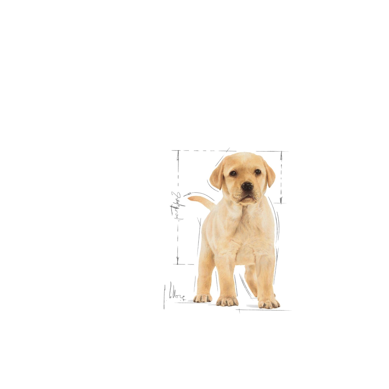 Royal Canin Dry Labrador Retriever Puppy Complete feed for dogs - Rufftail