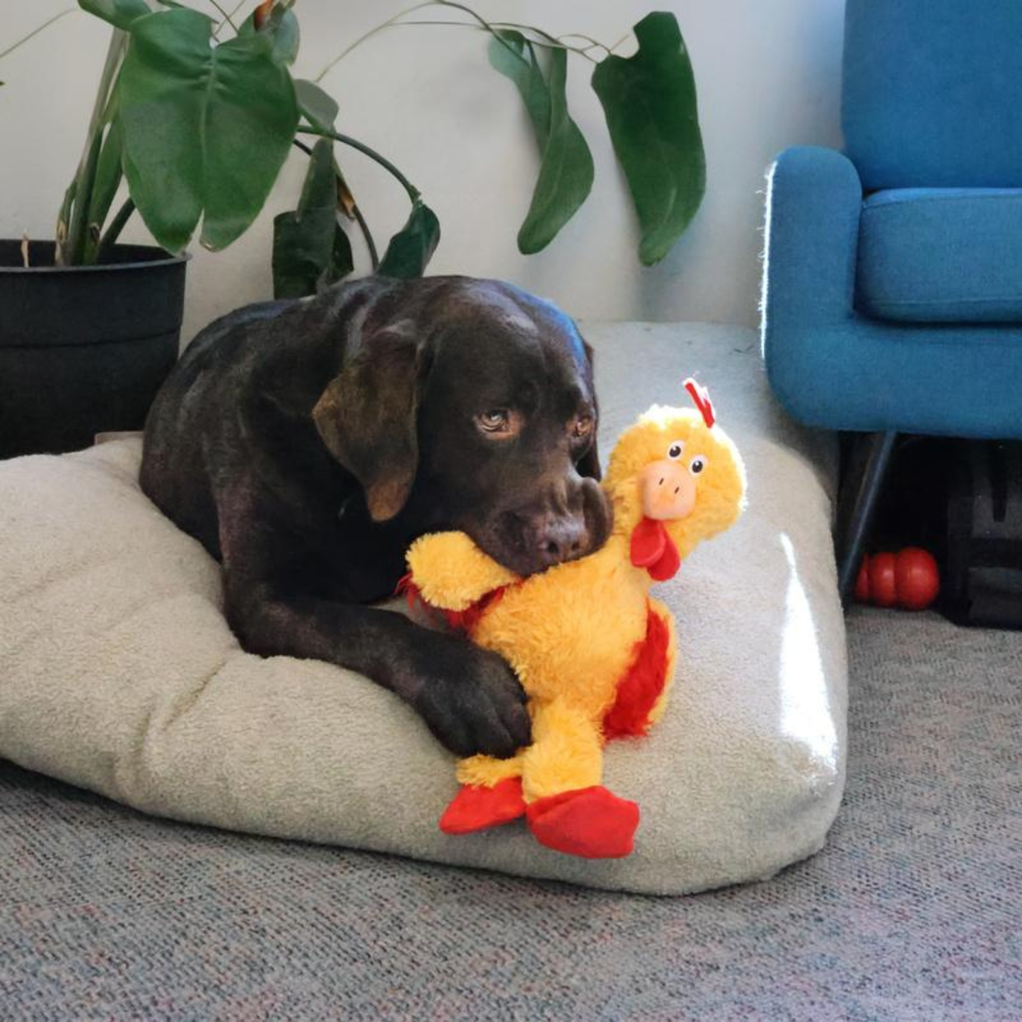 KONG Knots Chicken Dog Toy - Medium/Large Squeaky Toy