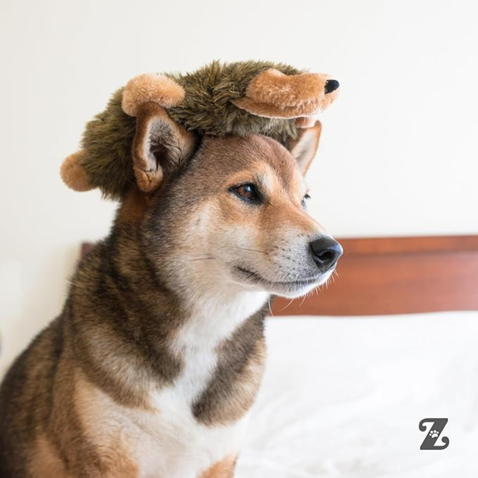 Zippy Paws Squeakie Crawler – Moody the Moose 7  Squeakers Dog Toy - Rufftail
