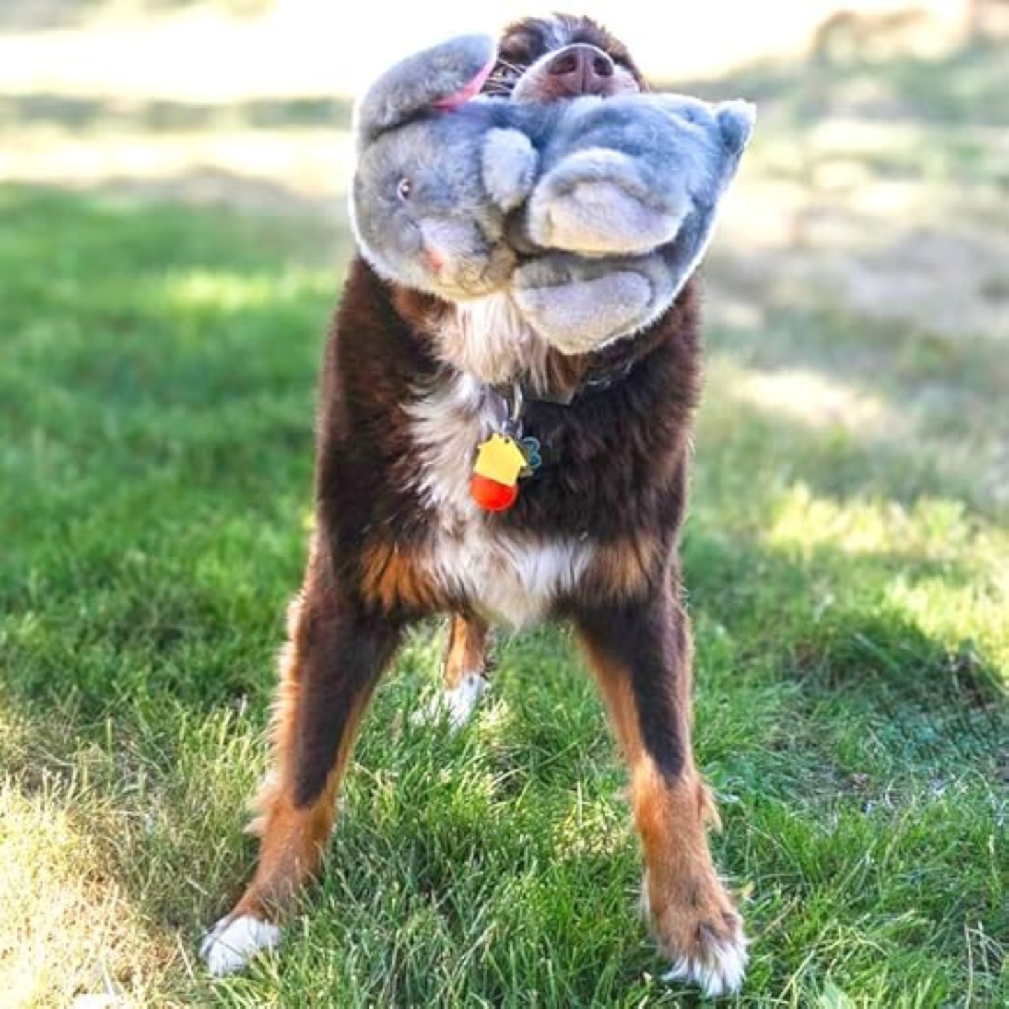 KONG Toughz Durable Plush Soft & Squeaky Dog Toy (Bunny)