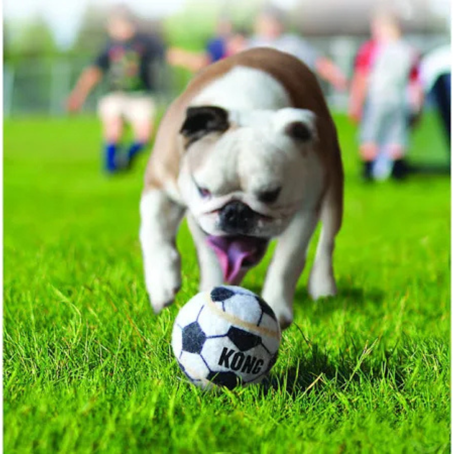 KONG Sport Balls for Dogs Reduces Boredom - Large (Pack of 2)