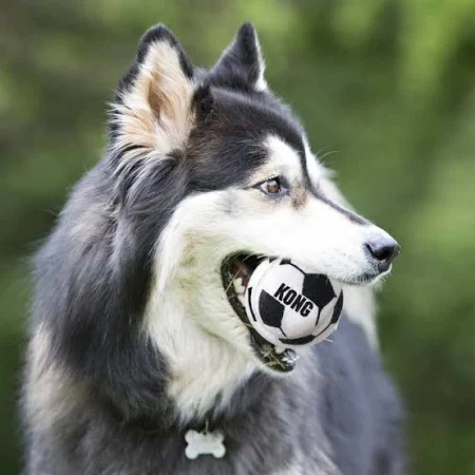 KONG Sport Balls for Dogs Reduces Boredom- Large (Pack of 2) product image 6 - Rufftail Pune