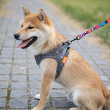 M-Pets URBAN STYLE Jazz Stripes Leash
