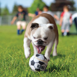 KONG Sport Balls Dog Toy - Safe, Bouncy Fetch Tennis Ball Medium (Pack of 3) - Rufftail