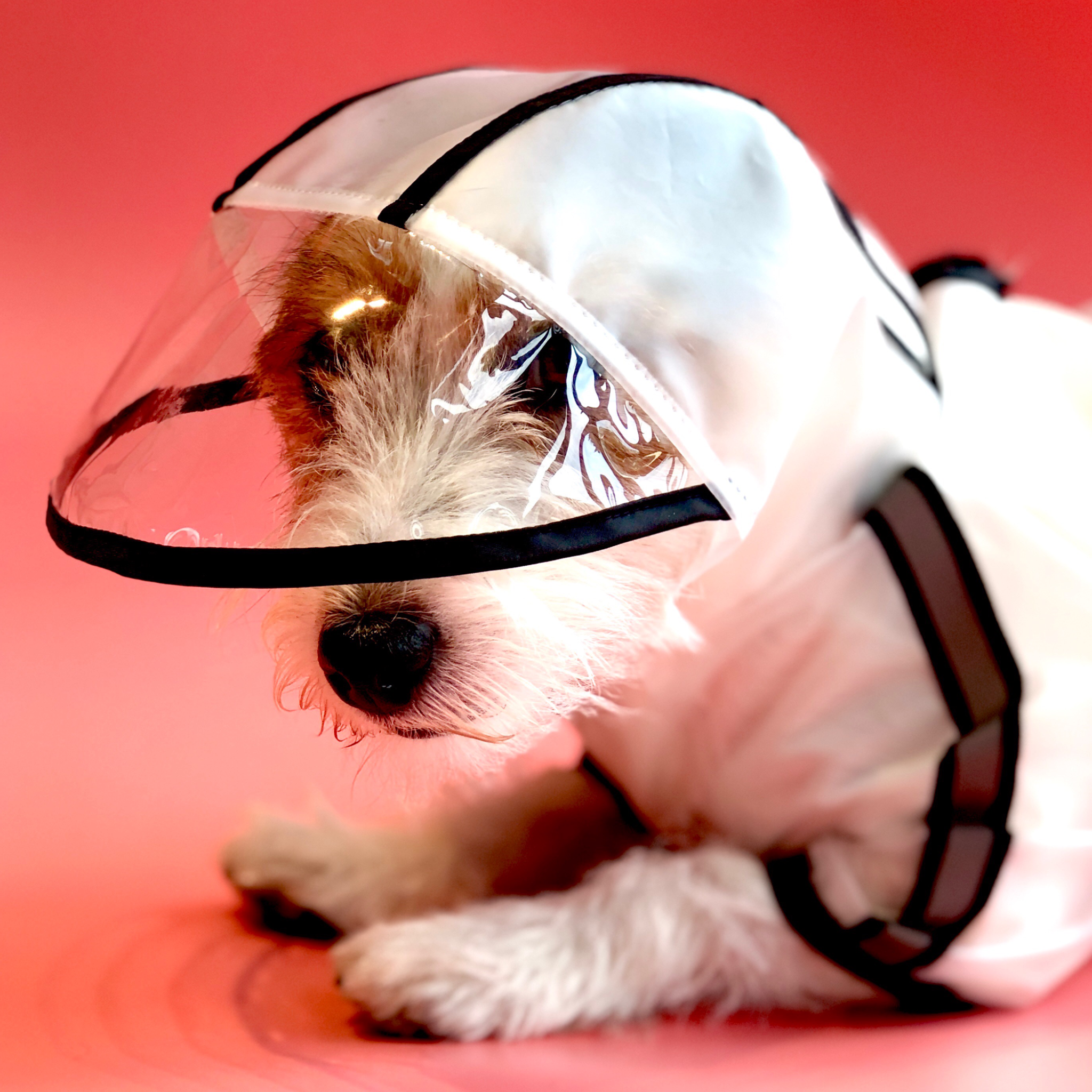 Barkbutler x Fofos Pet Four Leg Dog Raincoat - Black Lightweight & Waterproof - Rufftail