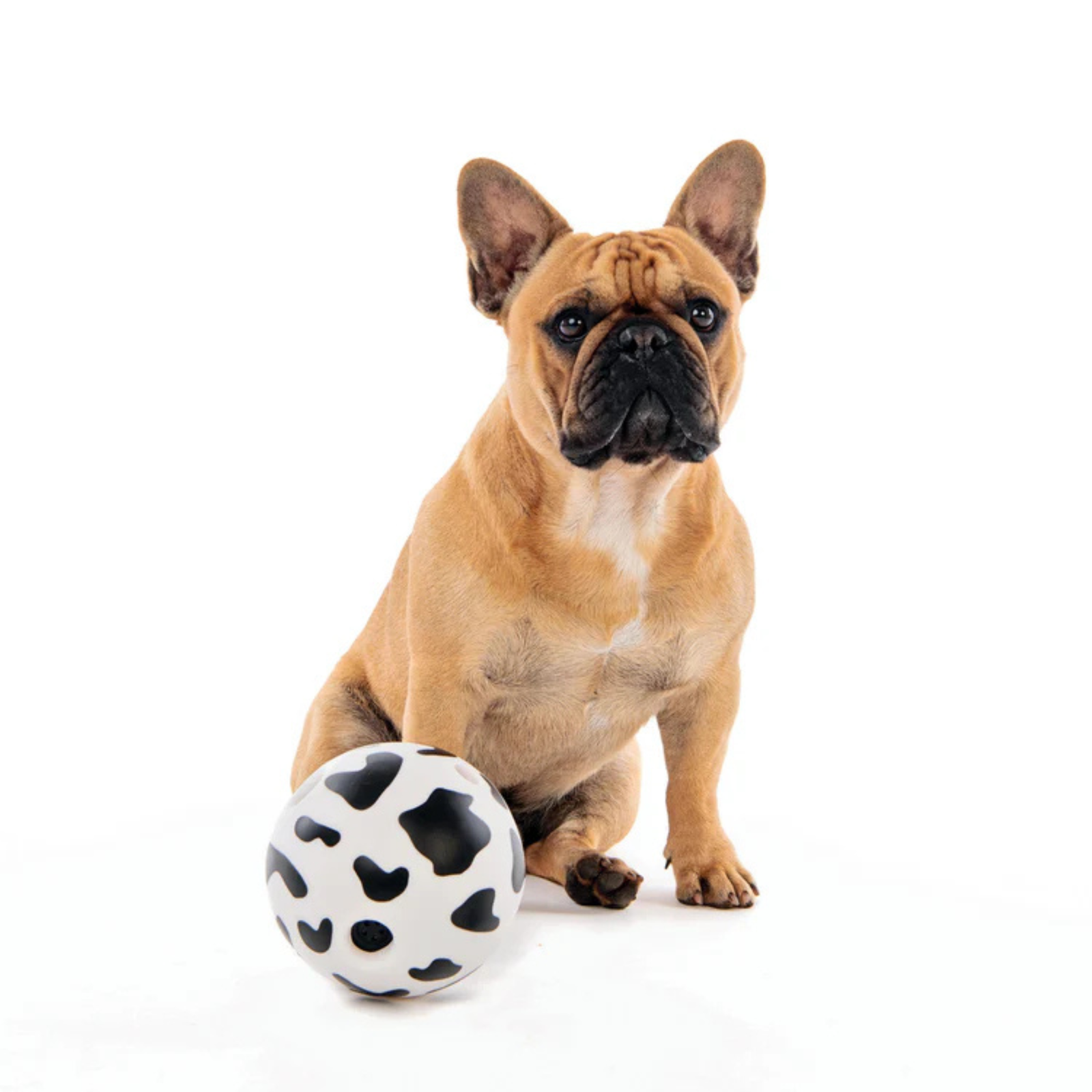 M-Pets PONGO - Interactive Ball Dog Toy - Rufftail