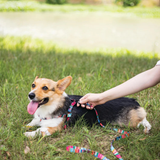 M-Pets URBAN STYLE Jazz Stripes Leash