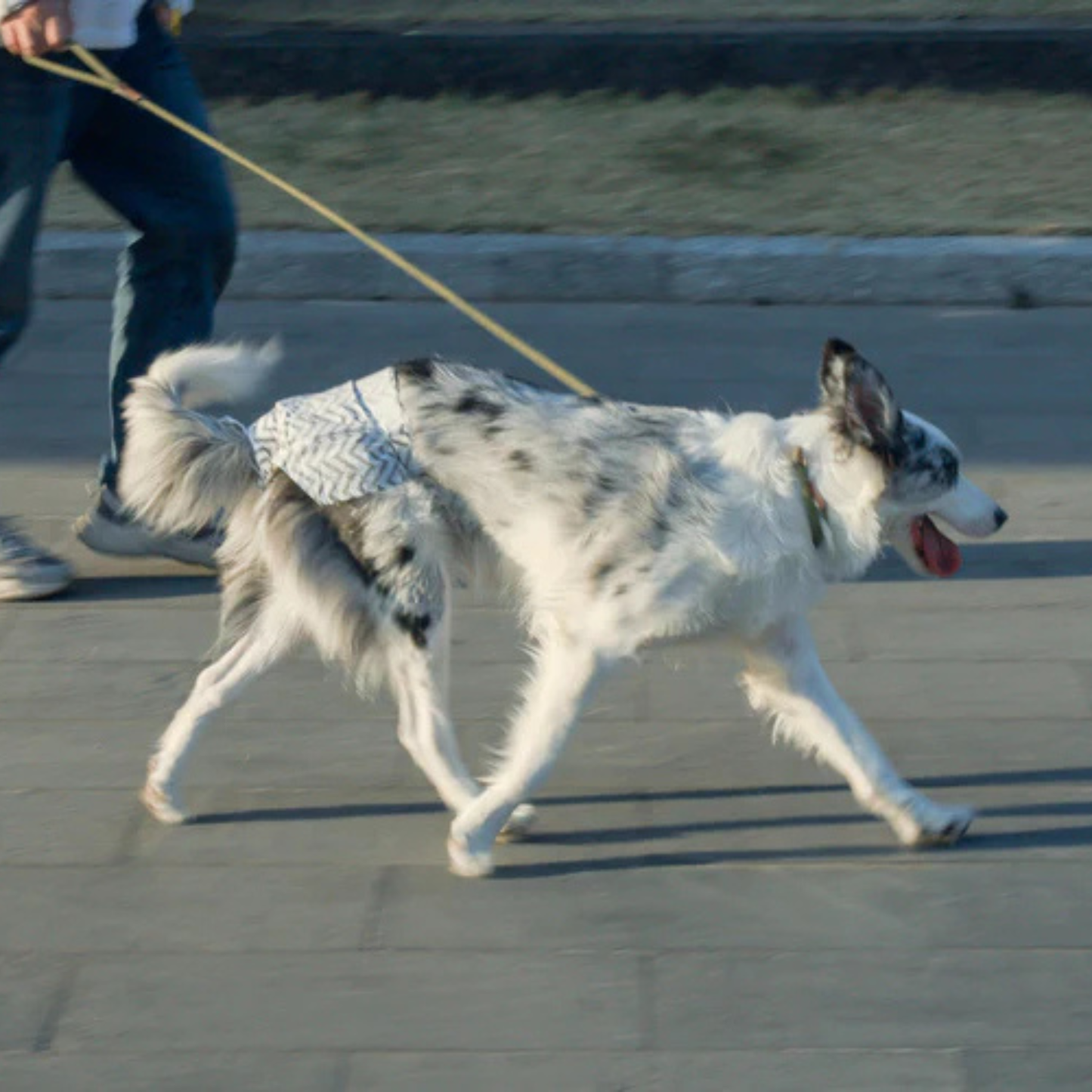 M-Pets DIAPERS - Female Dog