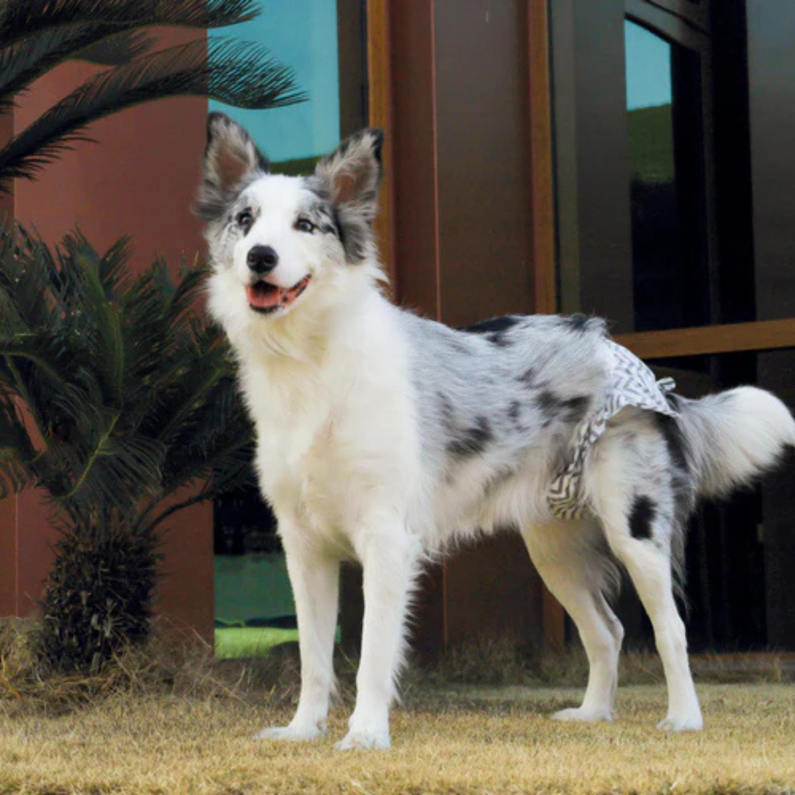 M-Pets DIAPERS- Female Dog product image 10 - Rufftail Pune