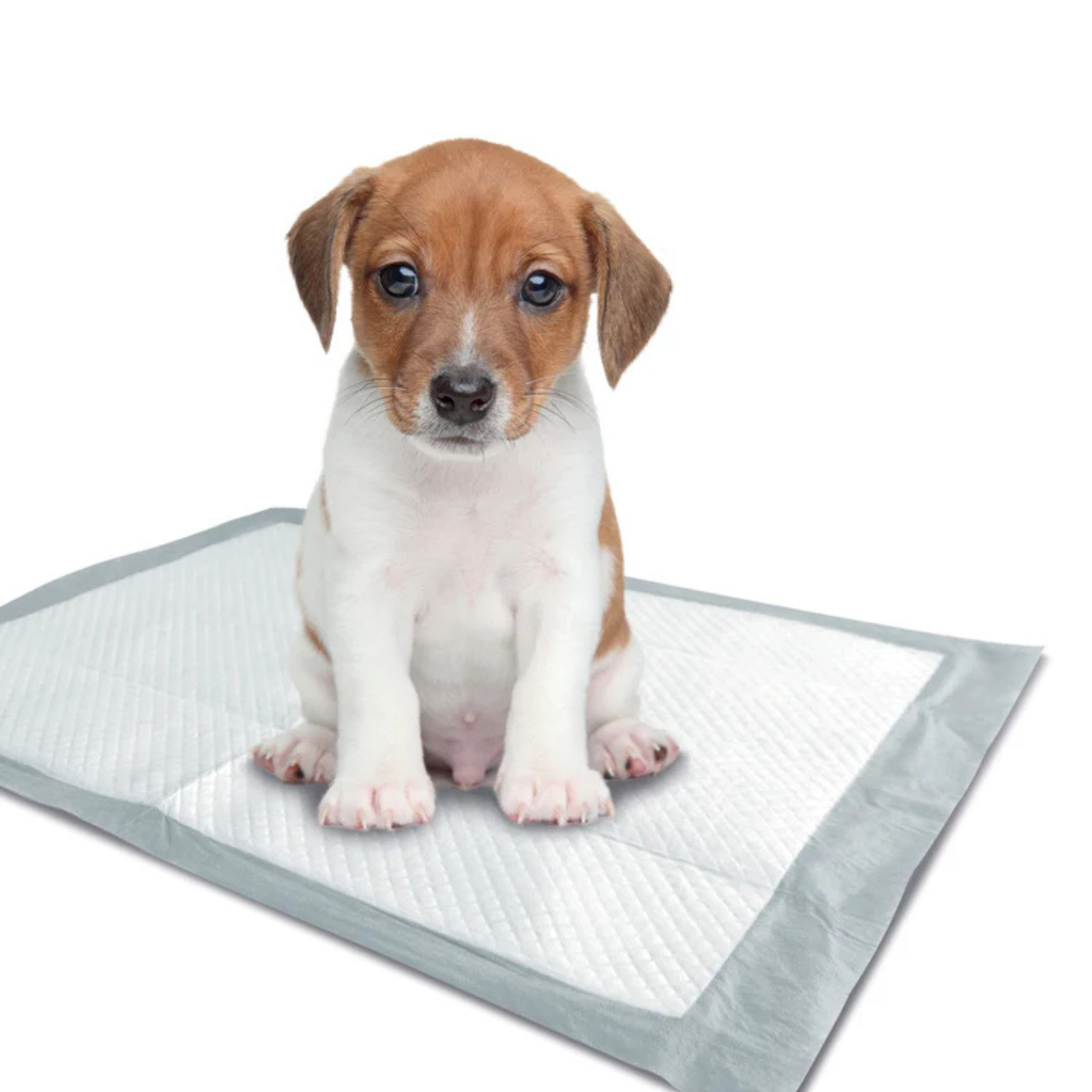 M-Pets PUPPY Training Pads 45 x 60 cm product image 3 - Rufftail Pune
