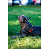 M-Pets WILD Jungle Harness for Dogs product image 8 - Rufftail Pune
