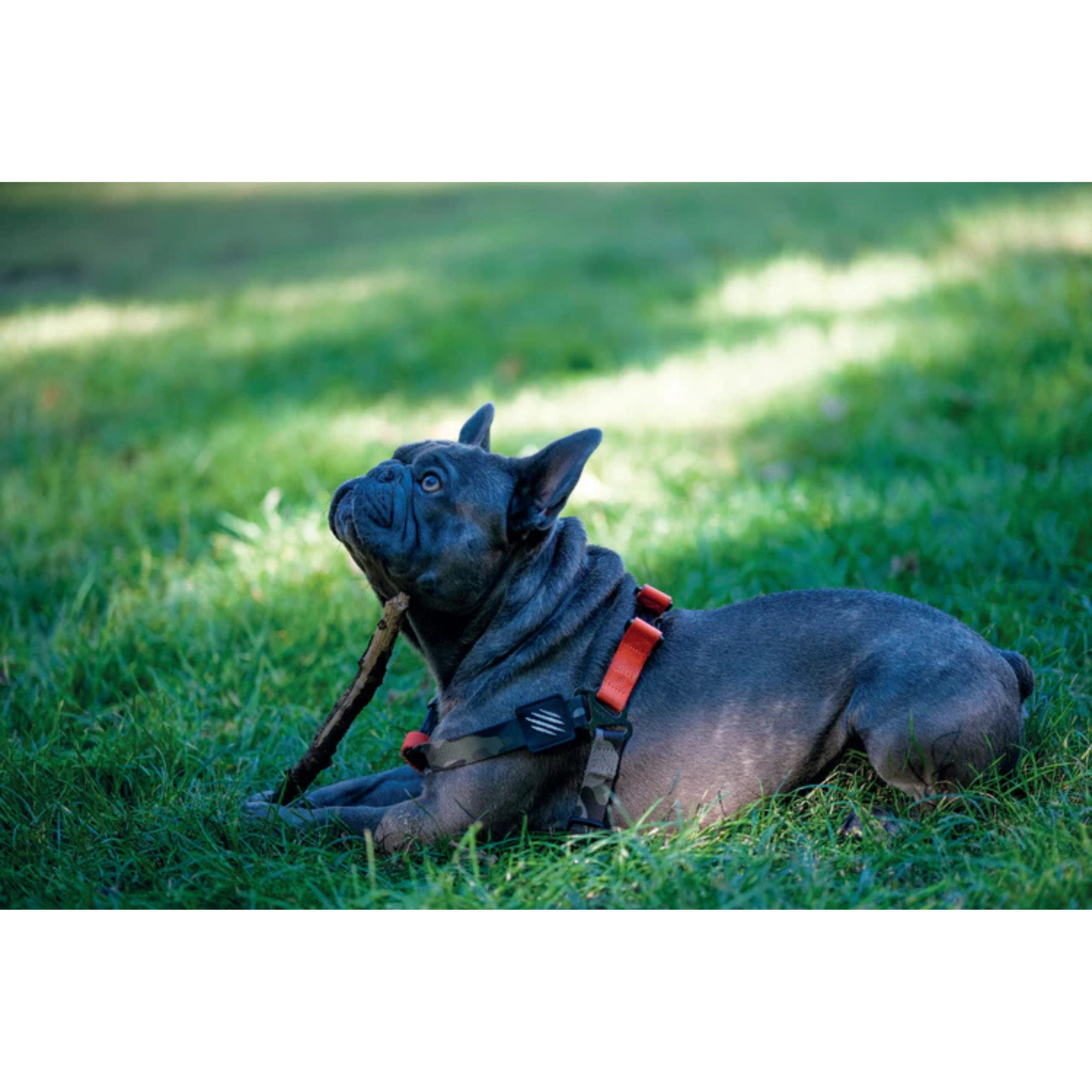 M-Pets WILD Jungle Harness for Dogs - Rufftail