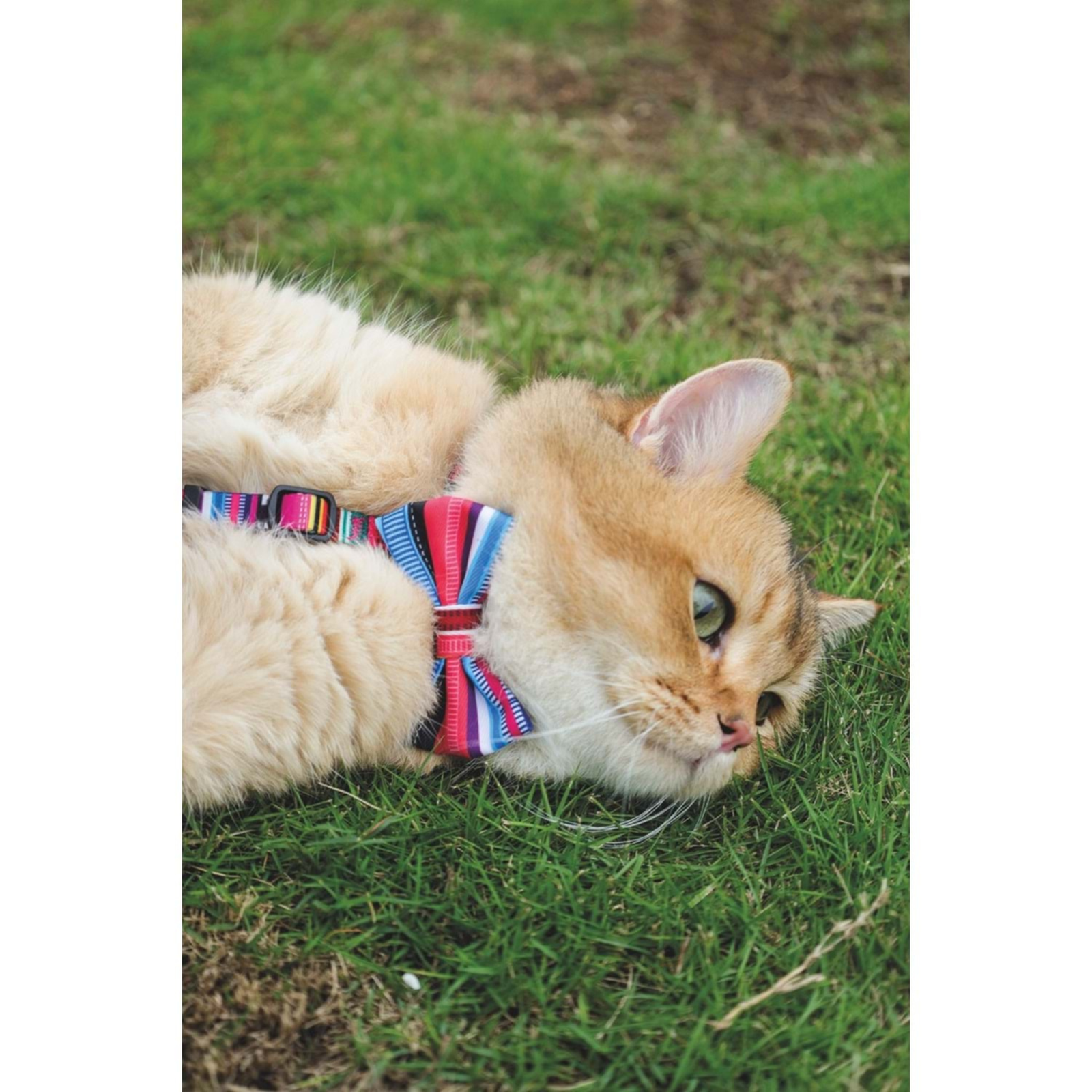 M-Pets Urban Style Jazz Stripes Bow Tie - Yellow (XS-S)