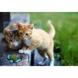 Kong Premium Quality Catnip Jar- For All Cat Breeds product image 2 - Rufftail Pune
