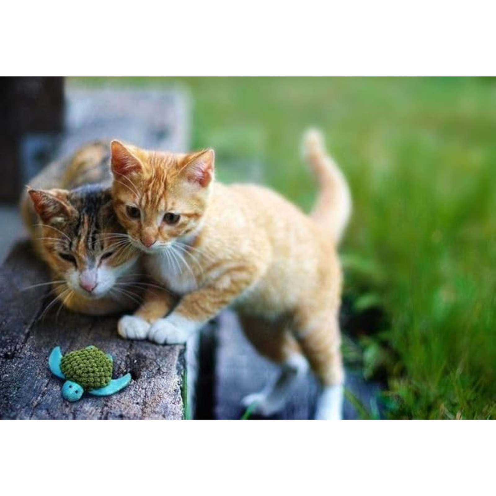 Kong Premium Quality Catnip Jar- For All Cat Breeds product image 2 - Rufftail Pune