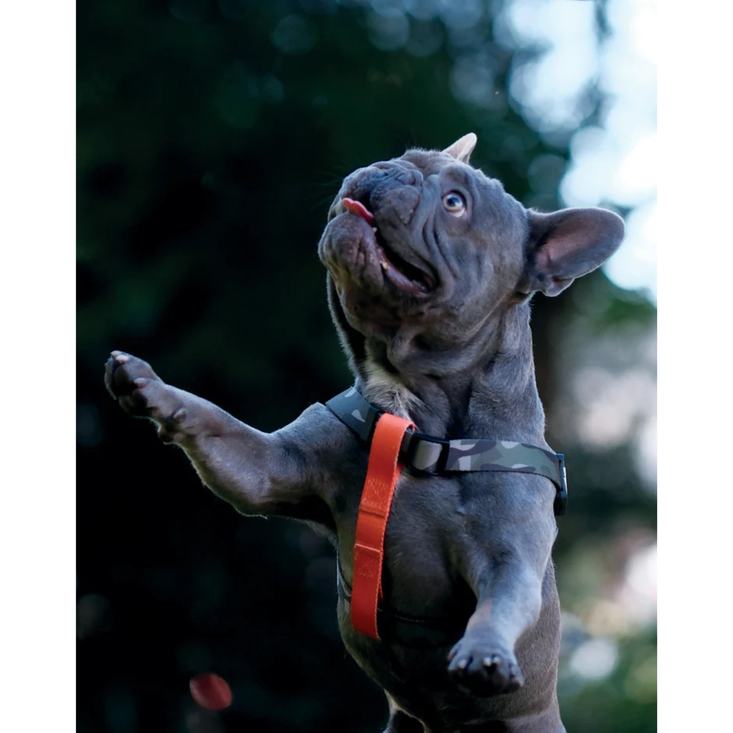 M-Pets WILD Jungle Harness for Dogs - Rufftail