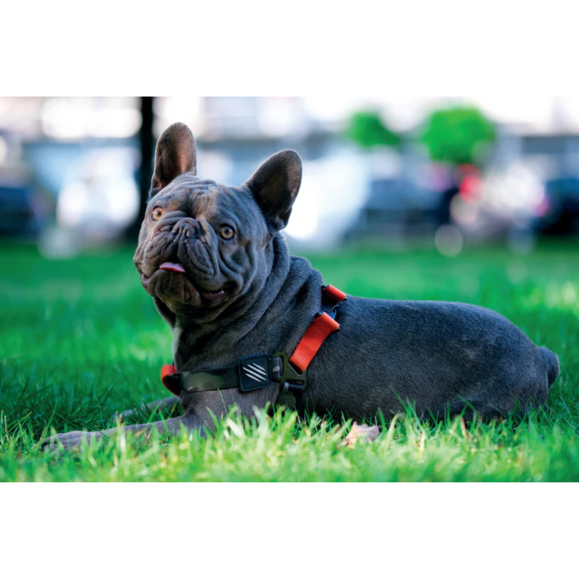 M-Pets WILD Jungle Harness for Dogs - Rufftail