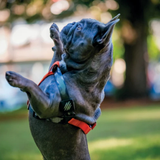 M-Pets WILD Jungle Harness for Dogs product image 13 - Rufftail Pune