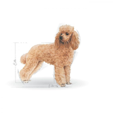 Royal Canin Poodle Adult Dry Dog Food Aged 10 Months (Buy 1 Get 1 Free)