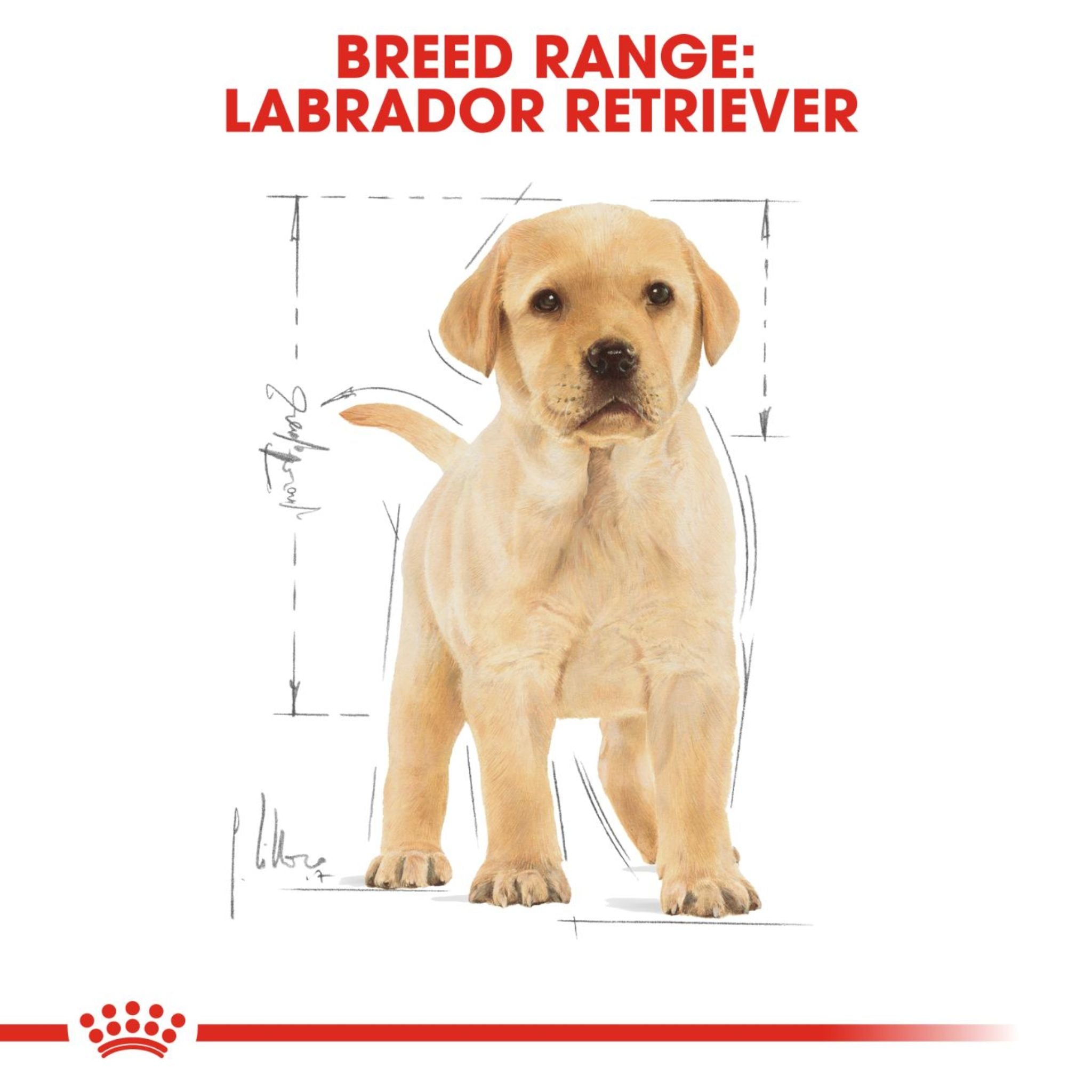 Royal Canin Dry Labrador Retriever Puppy Complete feed for dogs - Rufftail