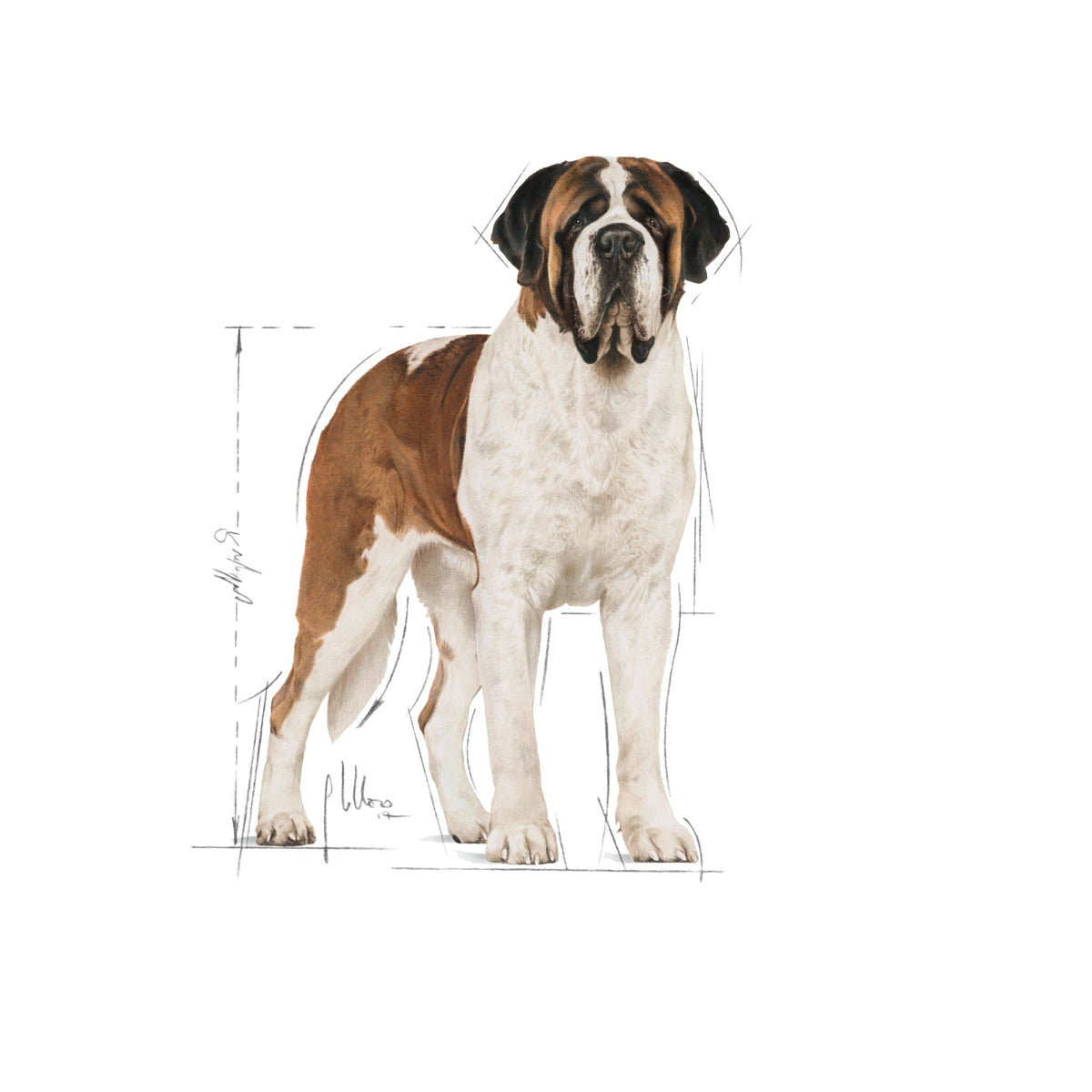 Royal Canin Dry Giant Adult Complete feed for dogs - Rufftail
