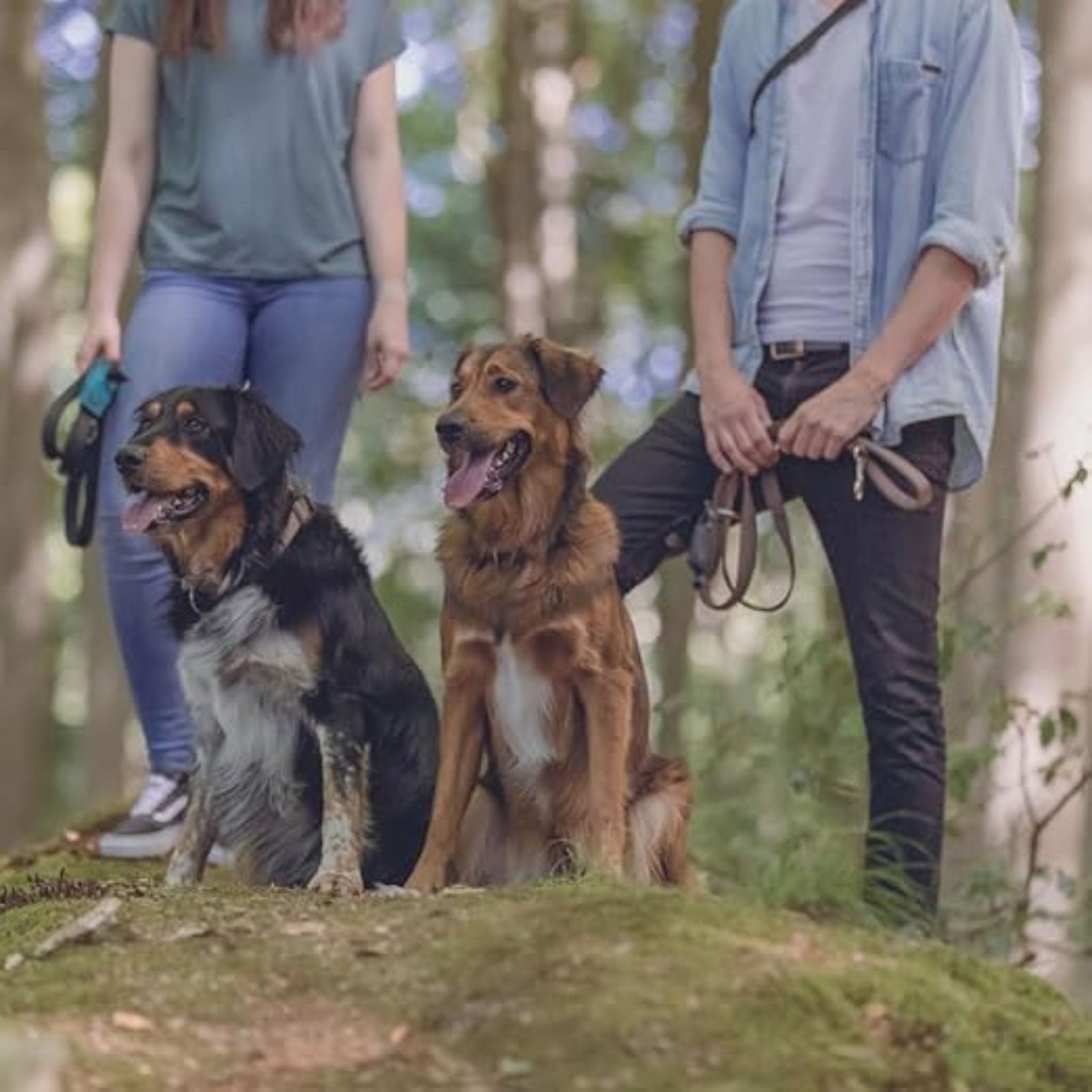 Trixie Premium Royal Blue Dog Lead L-XL product image 5 - Rufftail Pune