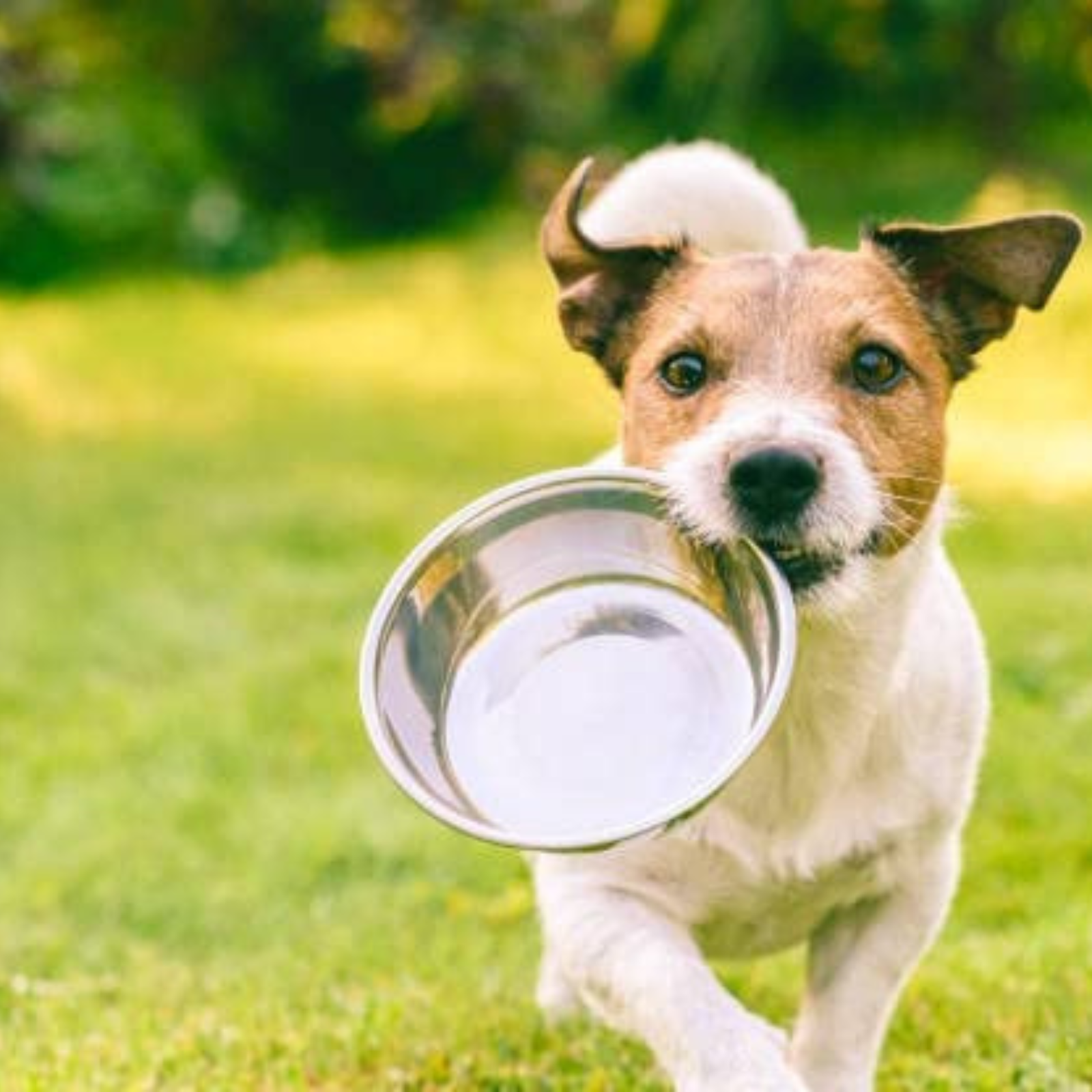 Durapet Bowl with Silicon Bonding At Bottom Food Bowl