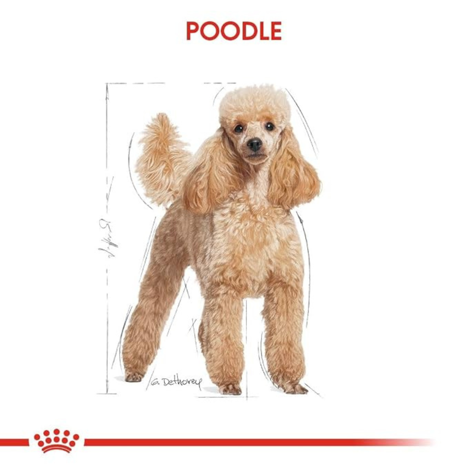 Royal Canin Poodle Adult Dry Dog Food Aged 10 Months (Buy 1 Get 1 Free)