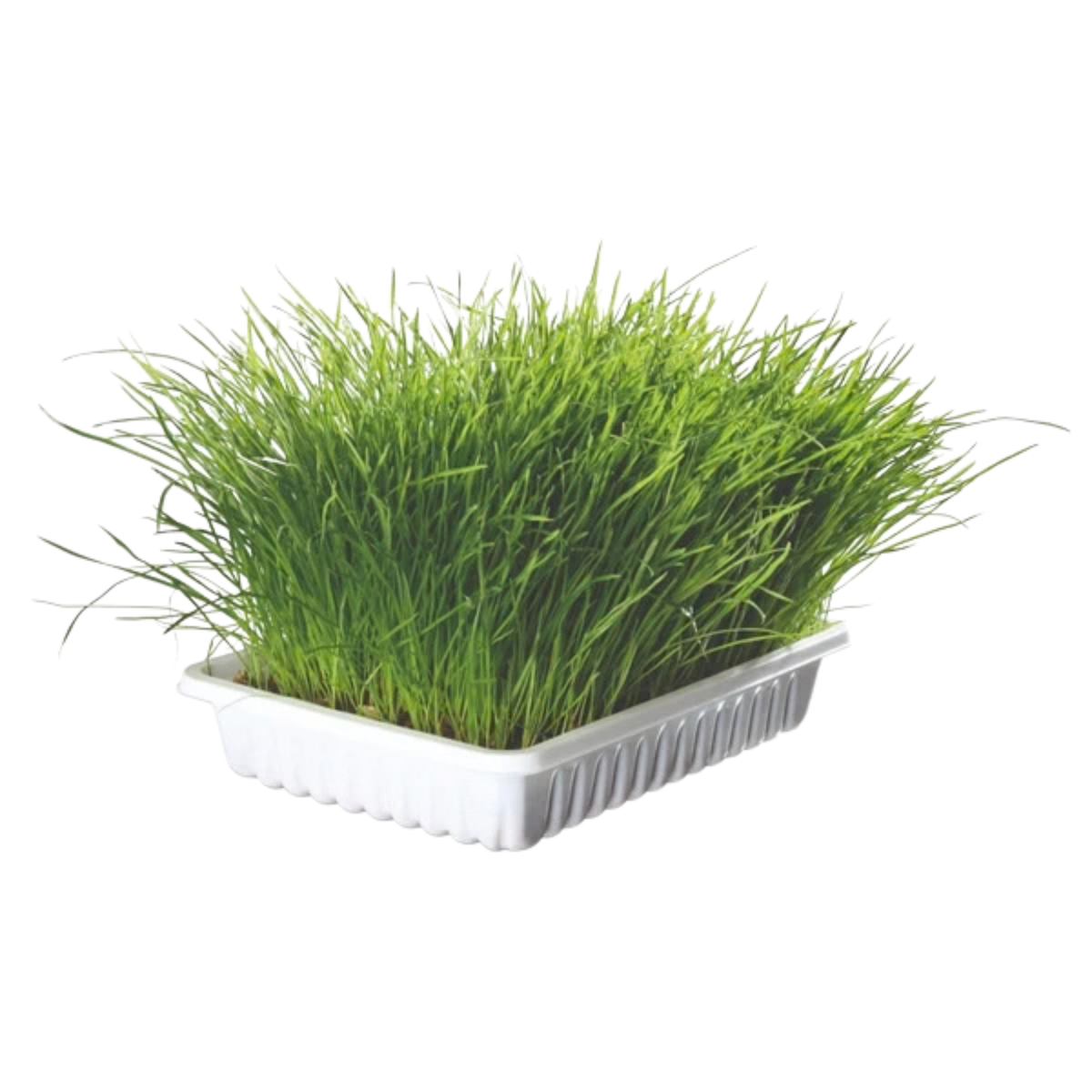 Trixie, Soft Grass Tray Bowl (100 g)