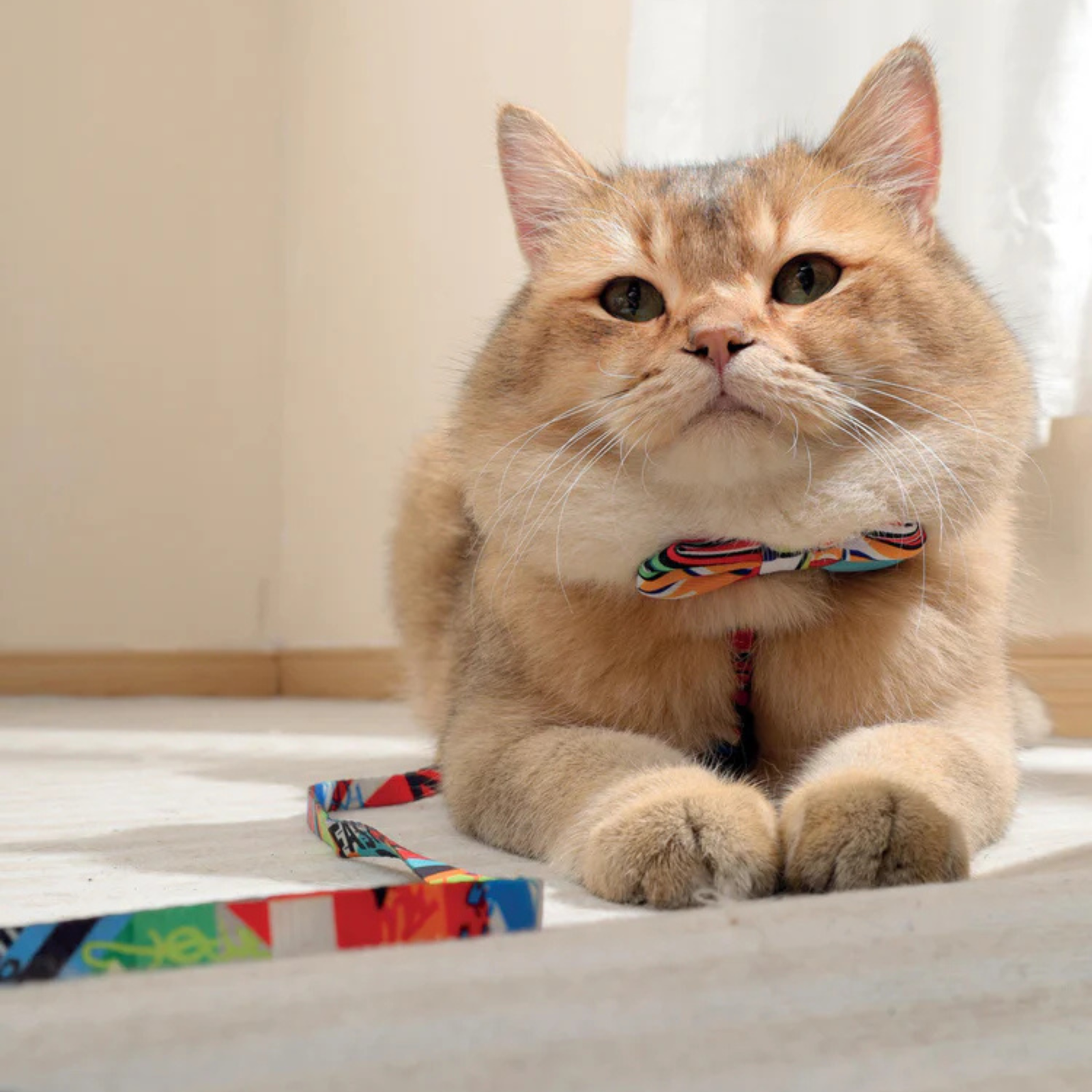 M-Pets URBAN STYLE Freestyle Box Tie Assorted product image 5 - Rufftail Pune