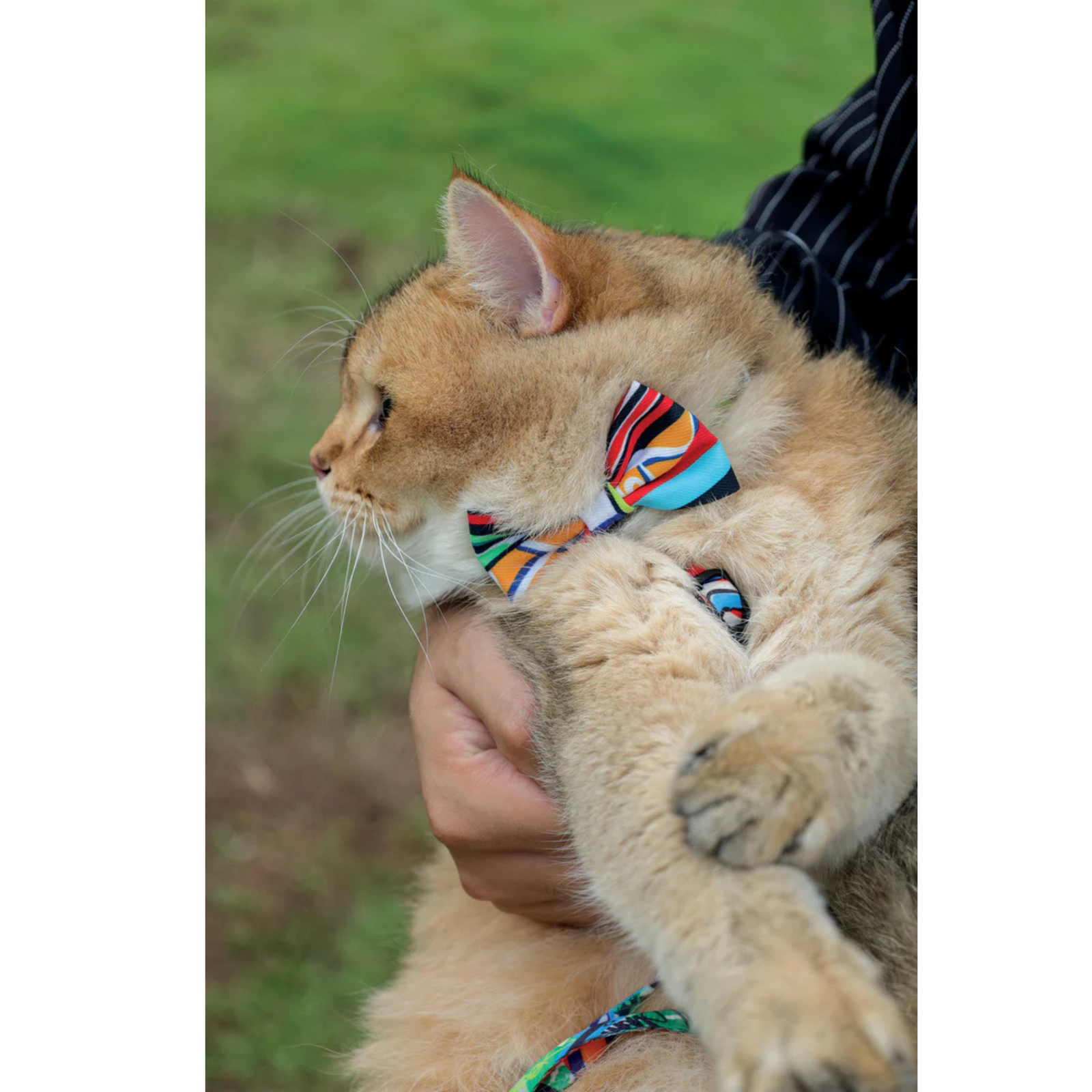 M-Pets URBAN STYLE Freestyle Box Tie Assorted product image 6 - Rufftail Pune