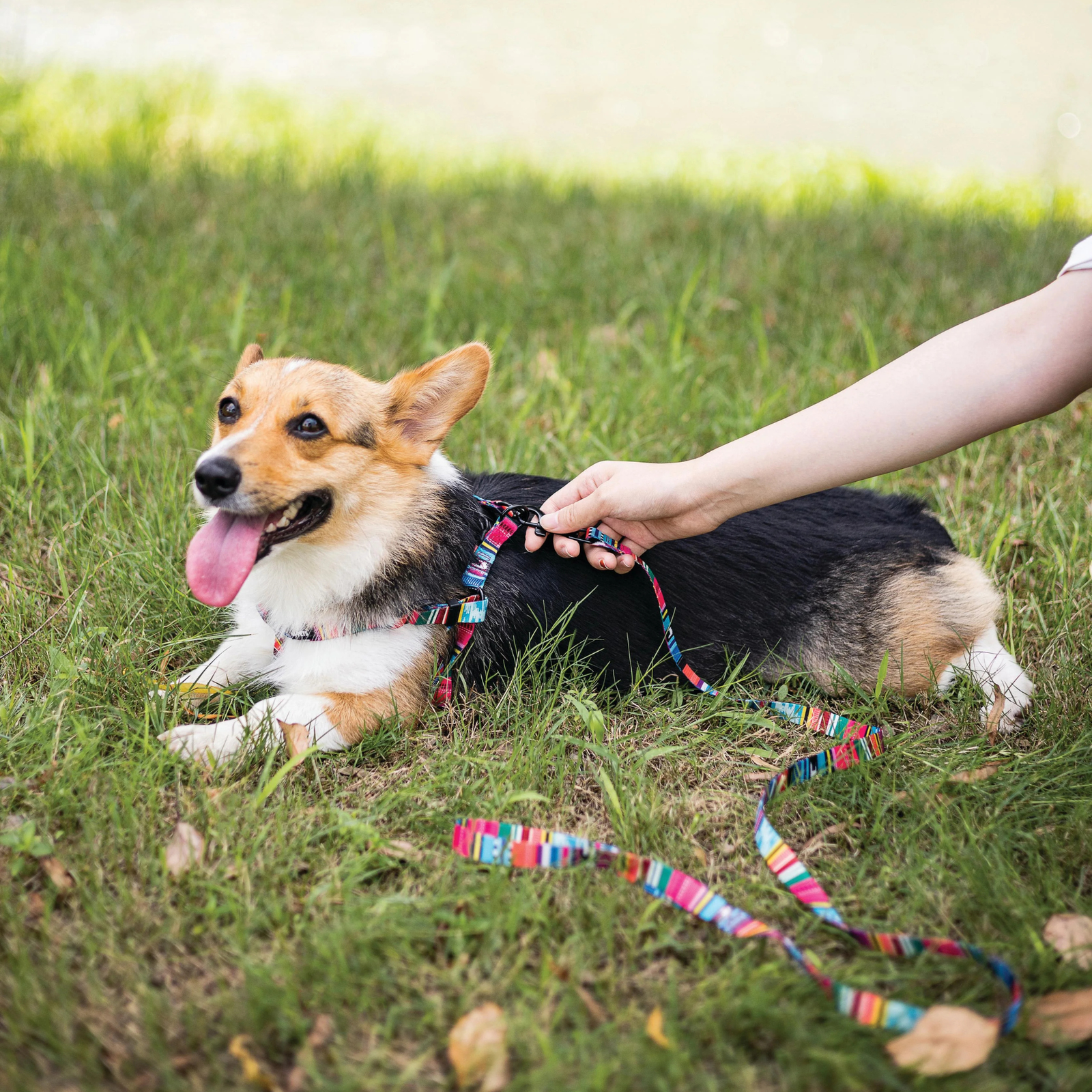 M-Pets URBAN STYLE Jazz Stripes Harness For Dogs - Rufftail
