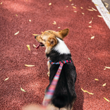 M-Pets URBAN STYLE Jazz Stripes Harness For Dogs - Rufftail