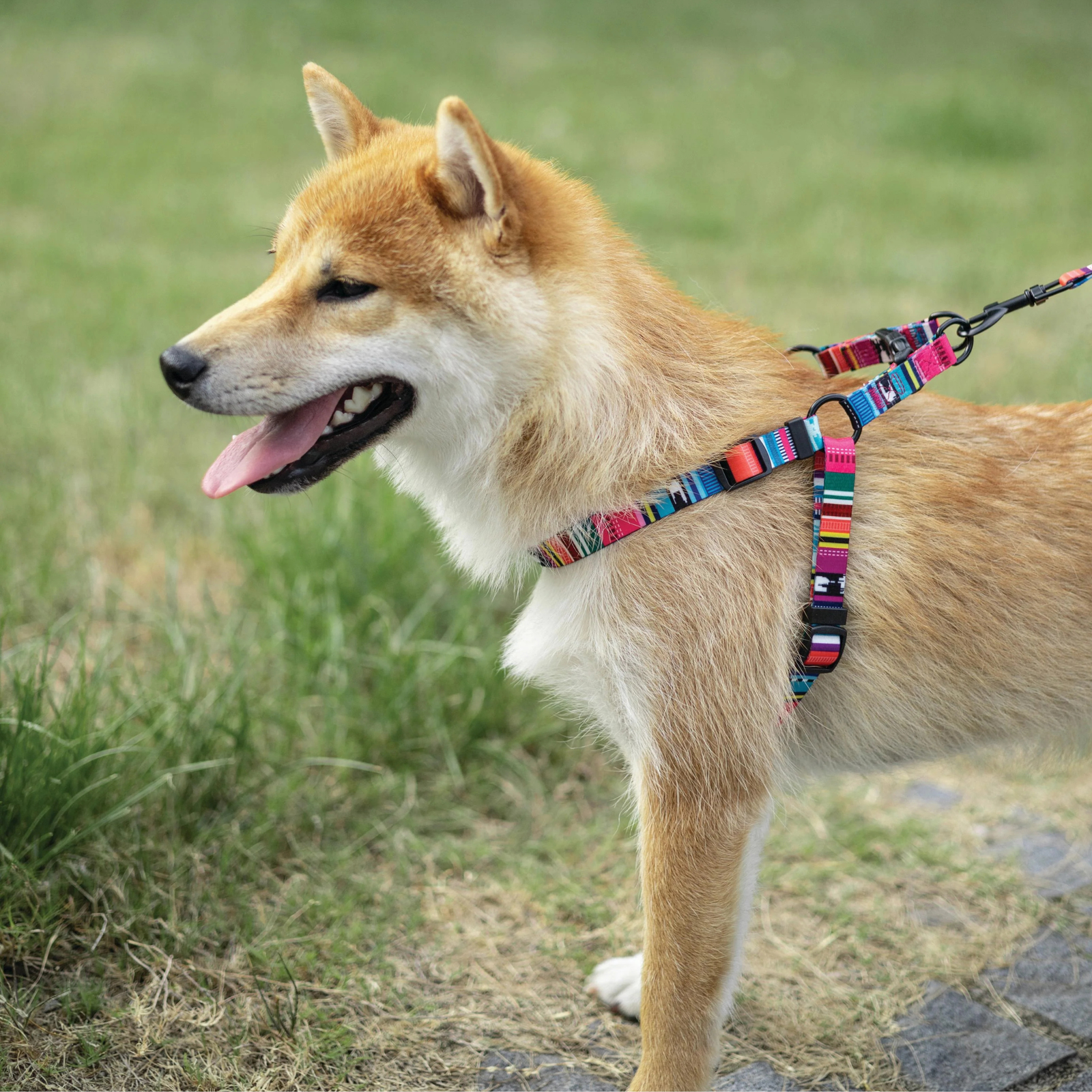 M-Pets URBAN STYLE Jazz Stripes Harness For Dogs - Rufftail
