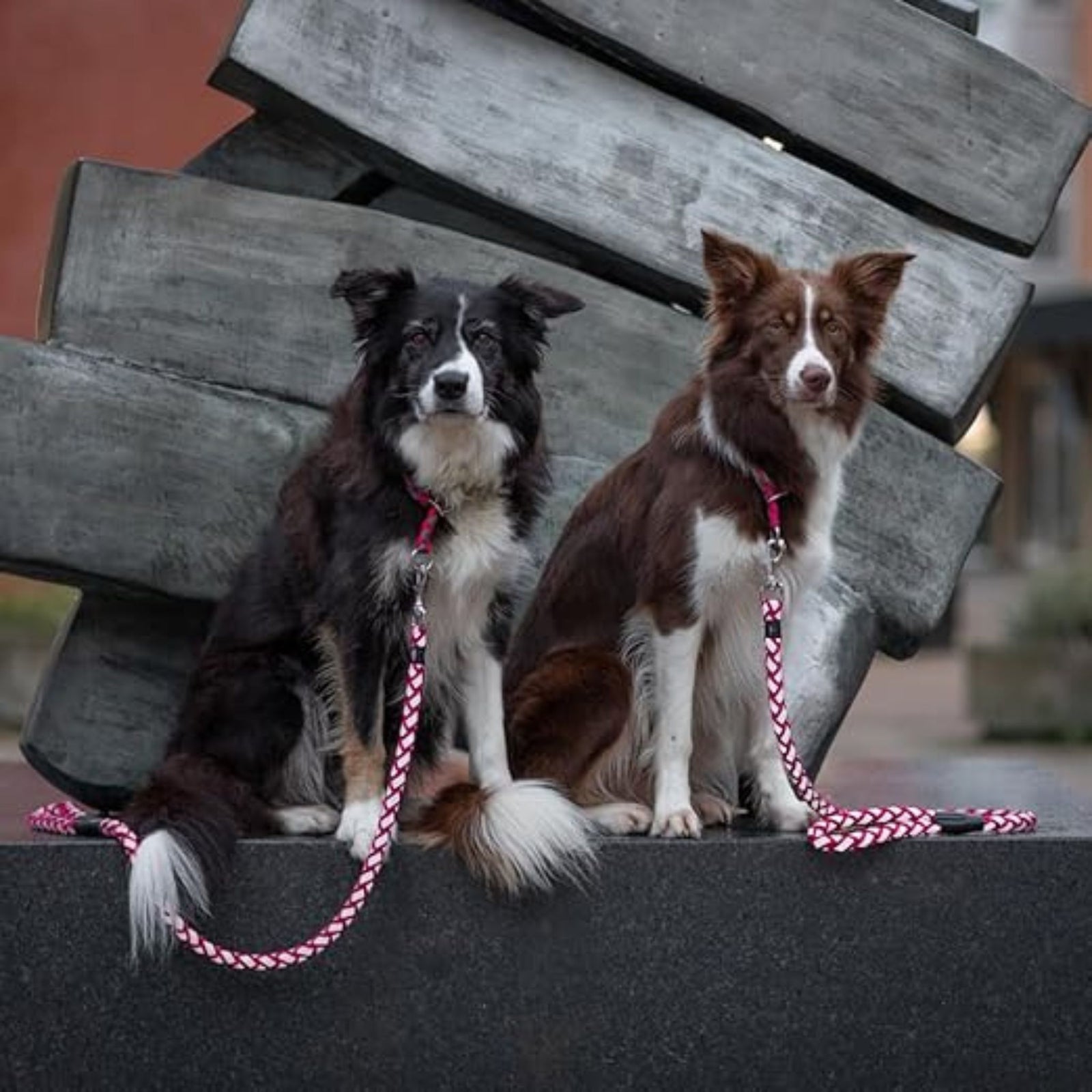 Trixie Cavo Reflect Adjustable Dog Lead Reflective- Fuchsia product image 6 - Rufftail Pune