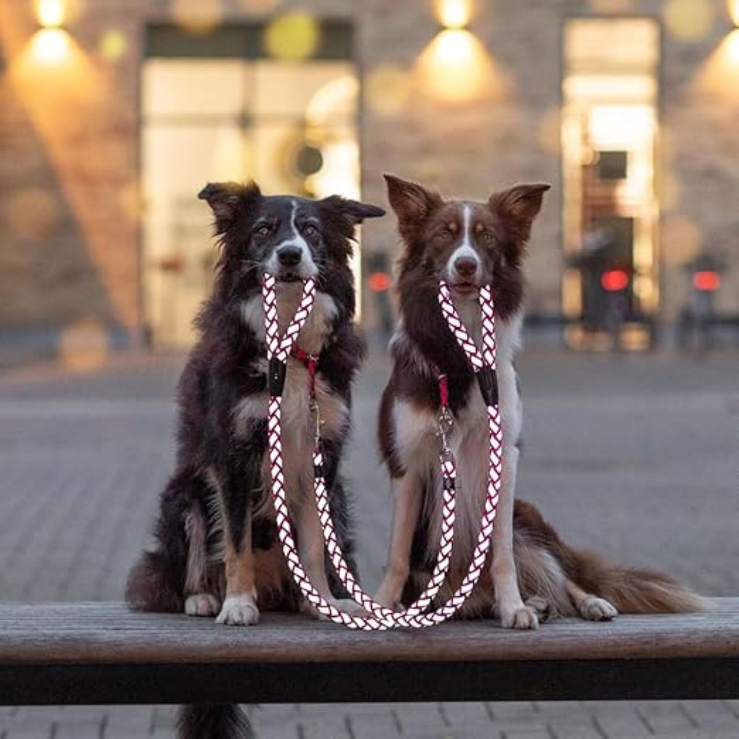 Trixie Cavo Reflect Adjustable Dog Lead Reflective - Fuchsia