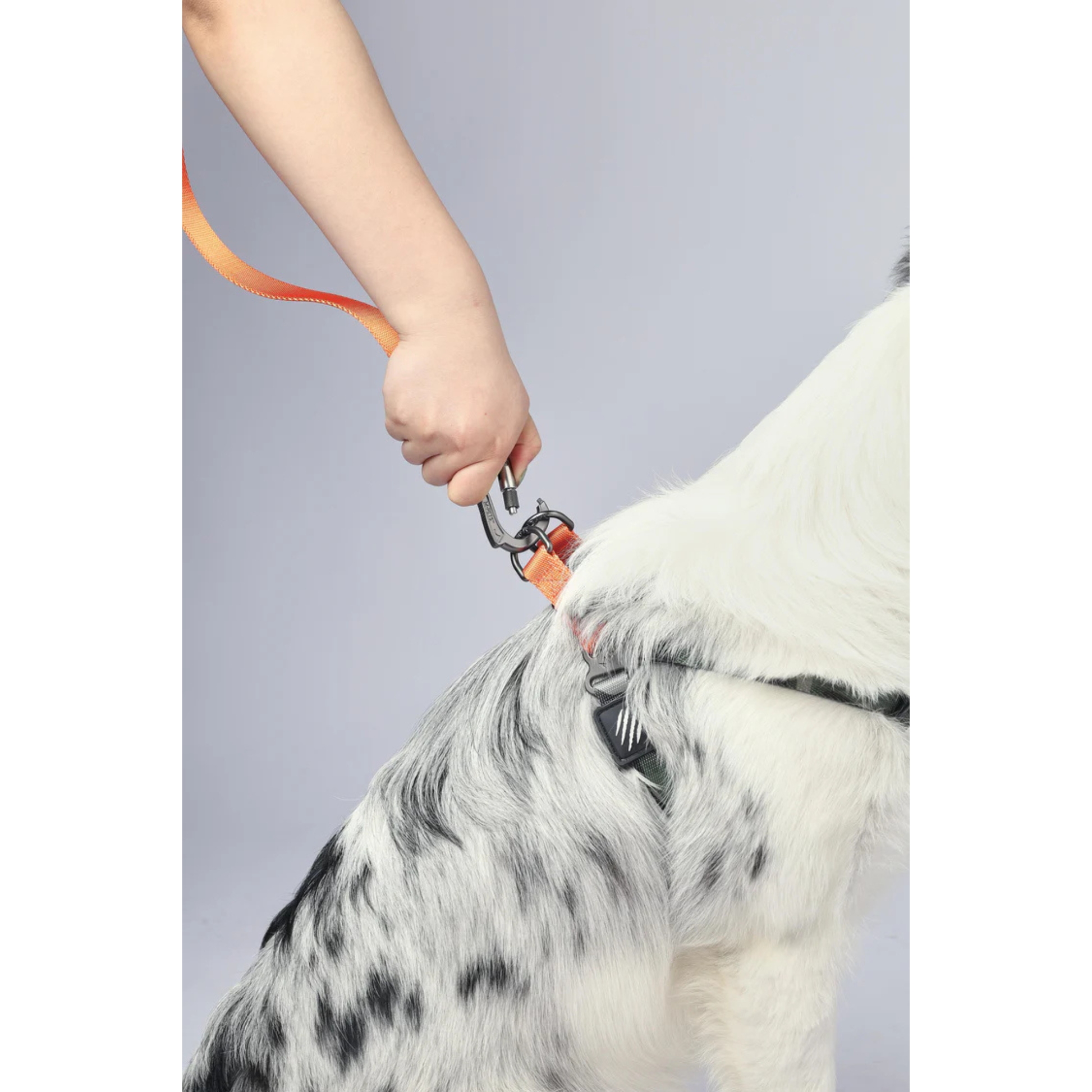 M-Pets WILD Jungle Regular Leash S-M - Rufftail